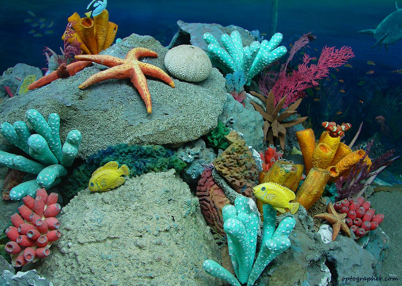 1280x909 Beautiful Sea Life