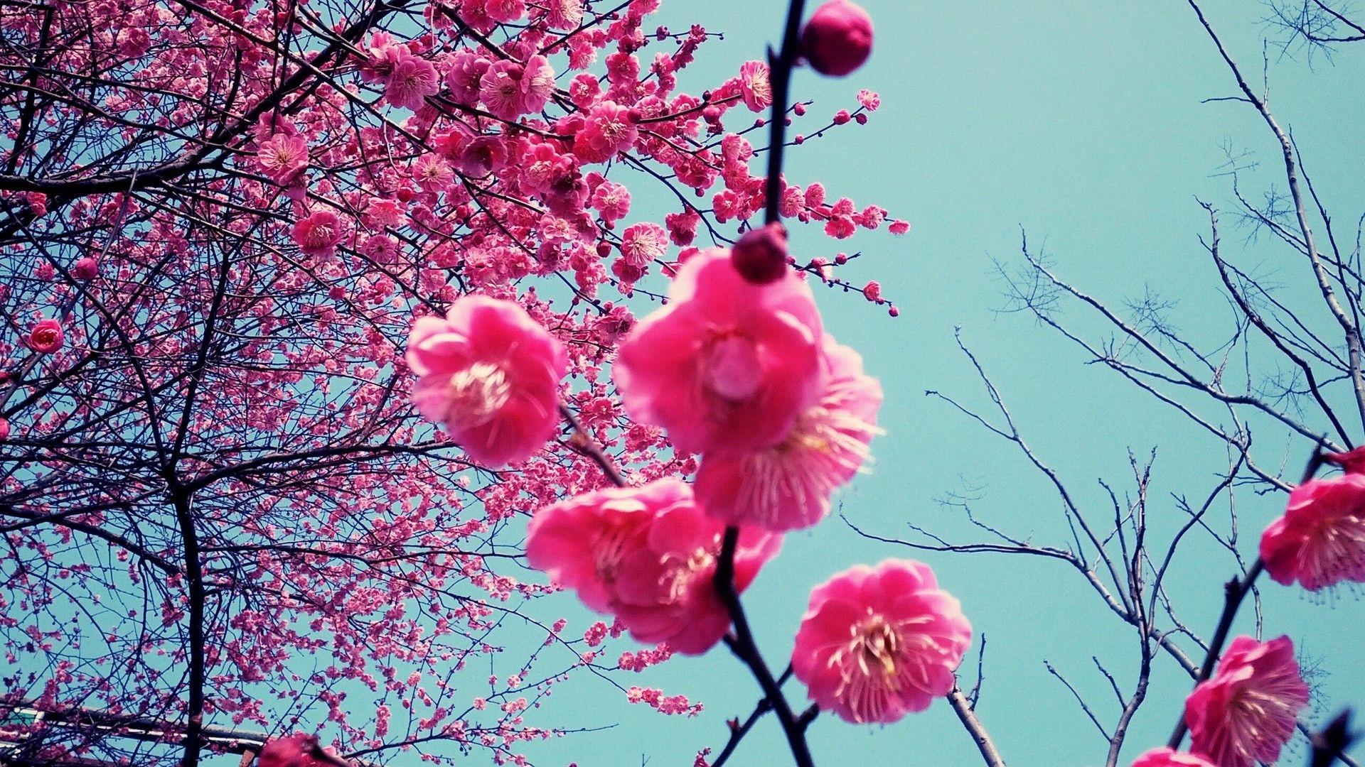 1920x1080 Flowers Cherry Blossoms Japanese Sakura Blossom Japan Spring Pink