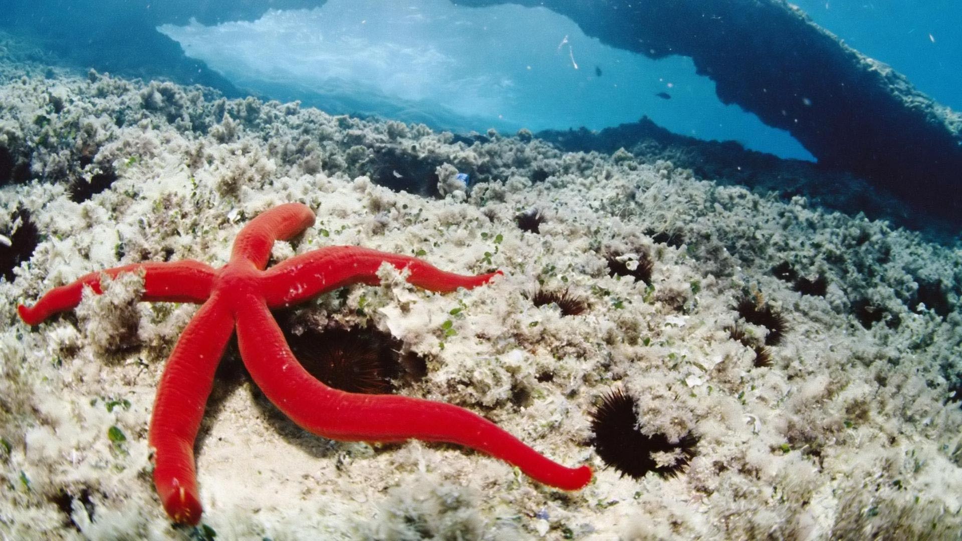 1920x1080 1920x Ocean Animals Animals .