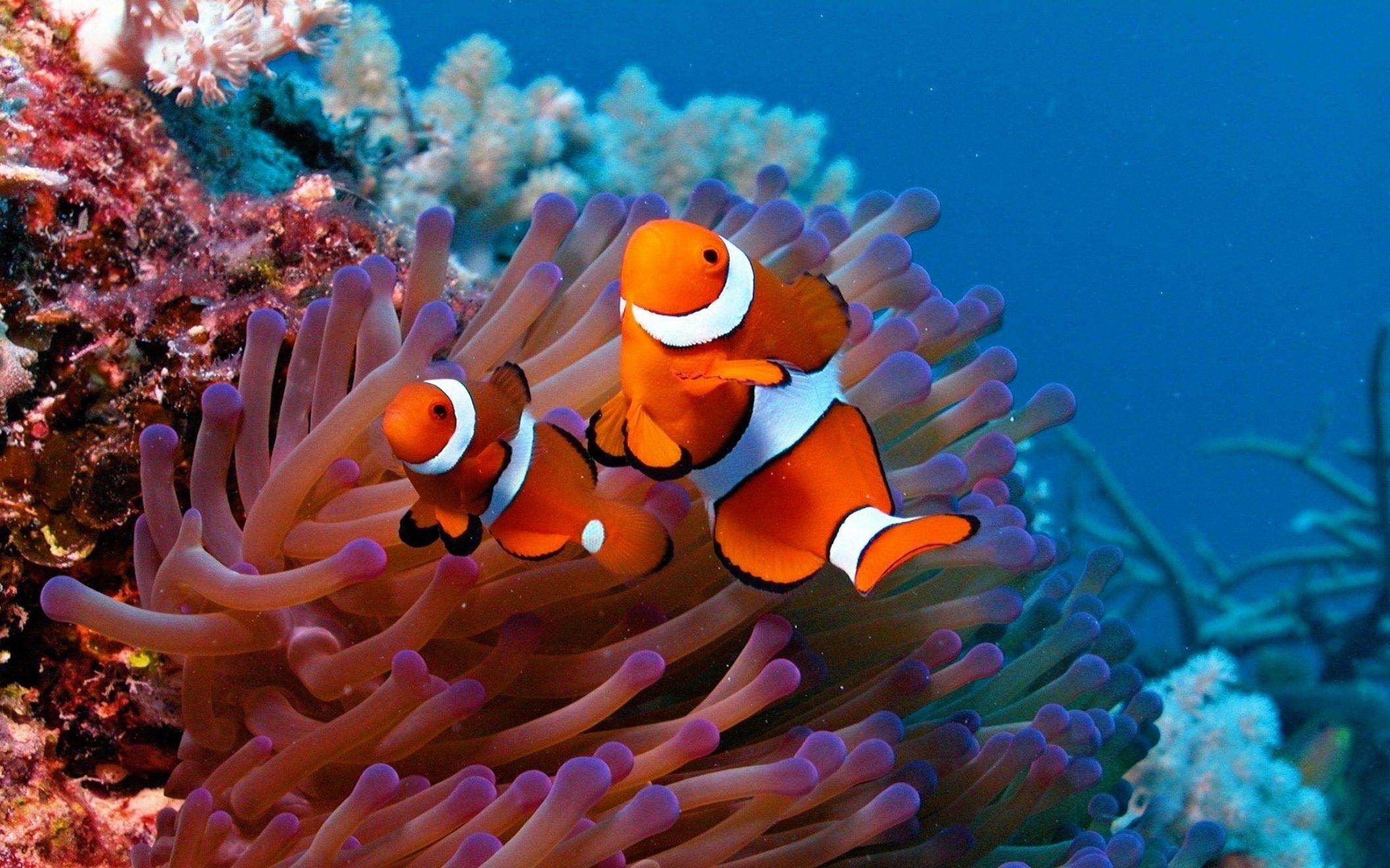 2112x1320 Sea Life HD
