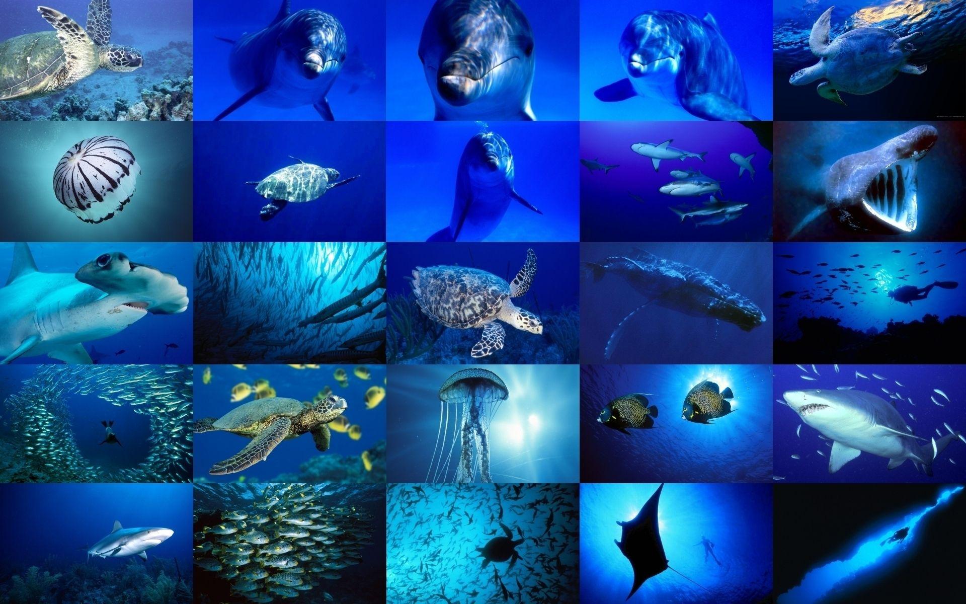 1920x1200 Sea Life image Sea Life HD wallpaper .