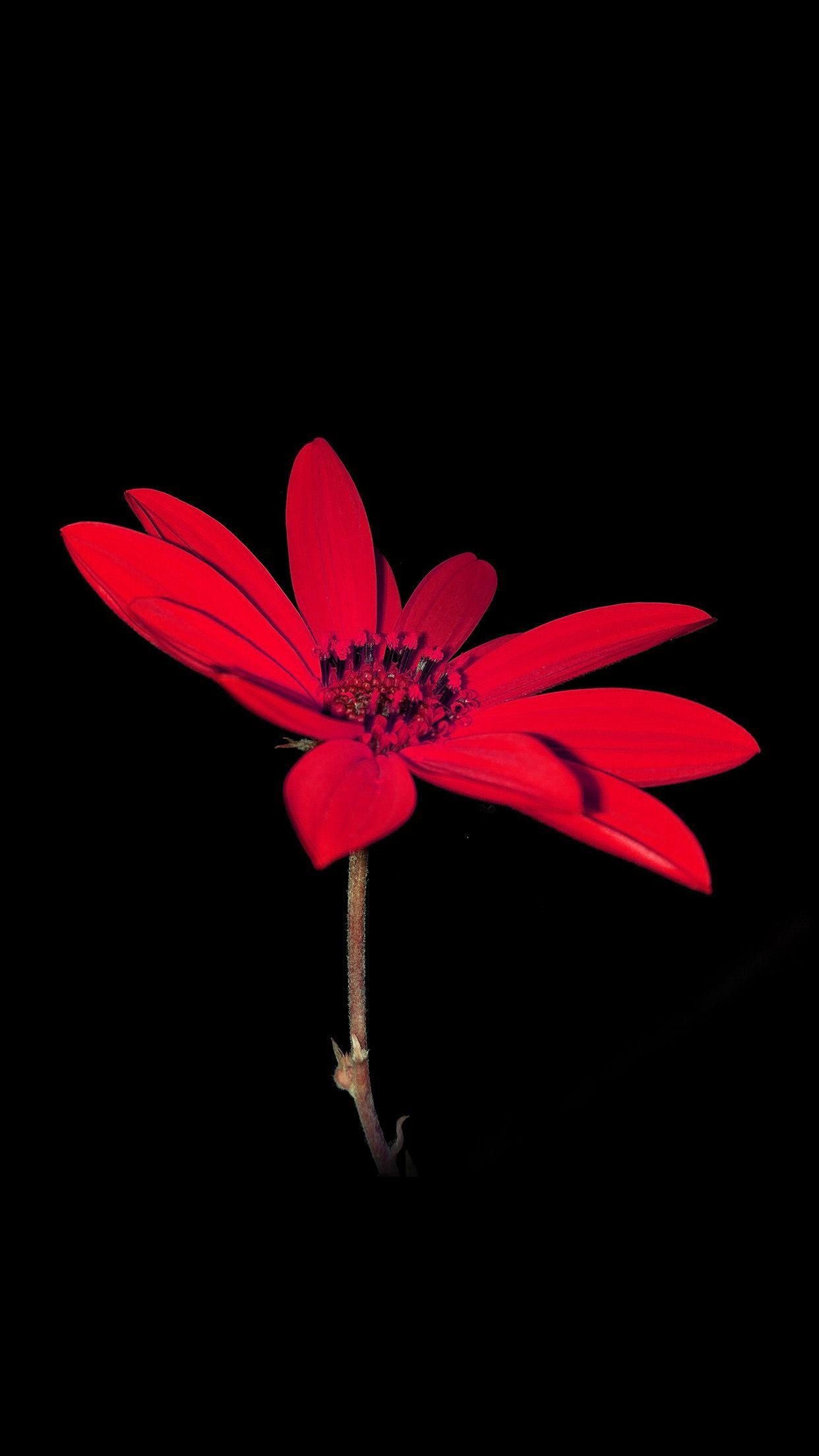 1242x2208 Flower Red Nature Art Dark Minimal .