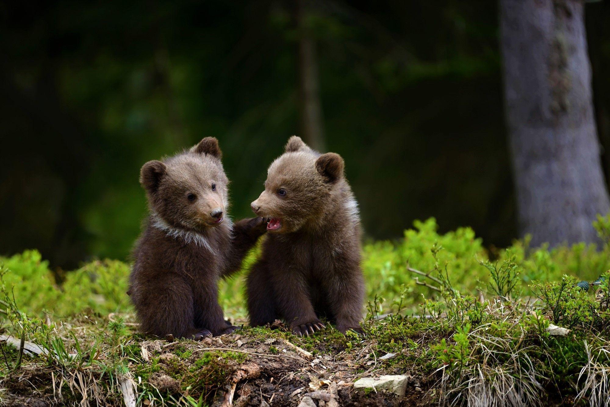 2000x1335 Bear Cubs