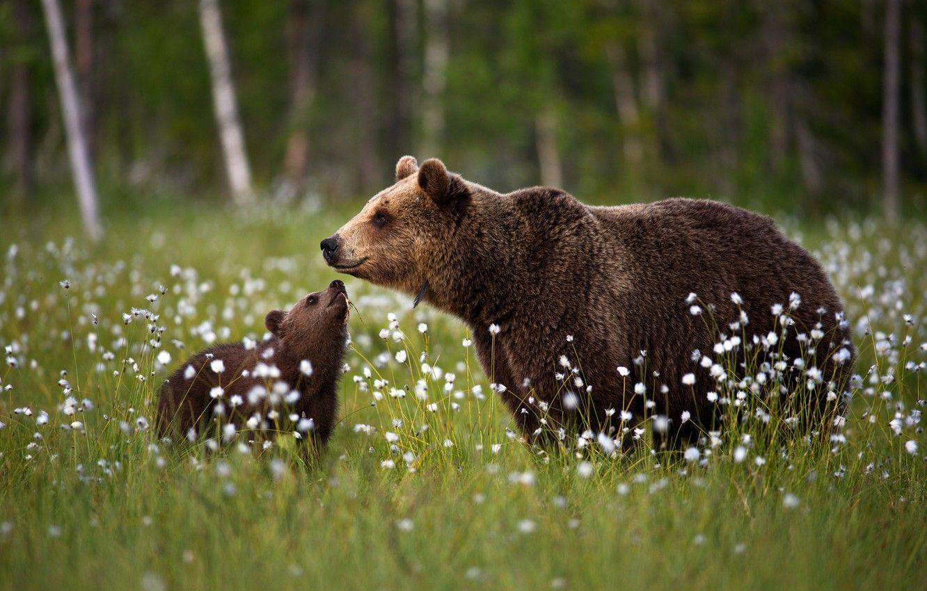 1332x850 Bear Cubs