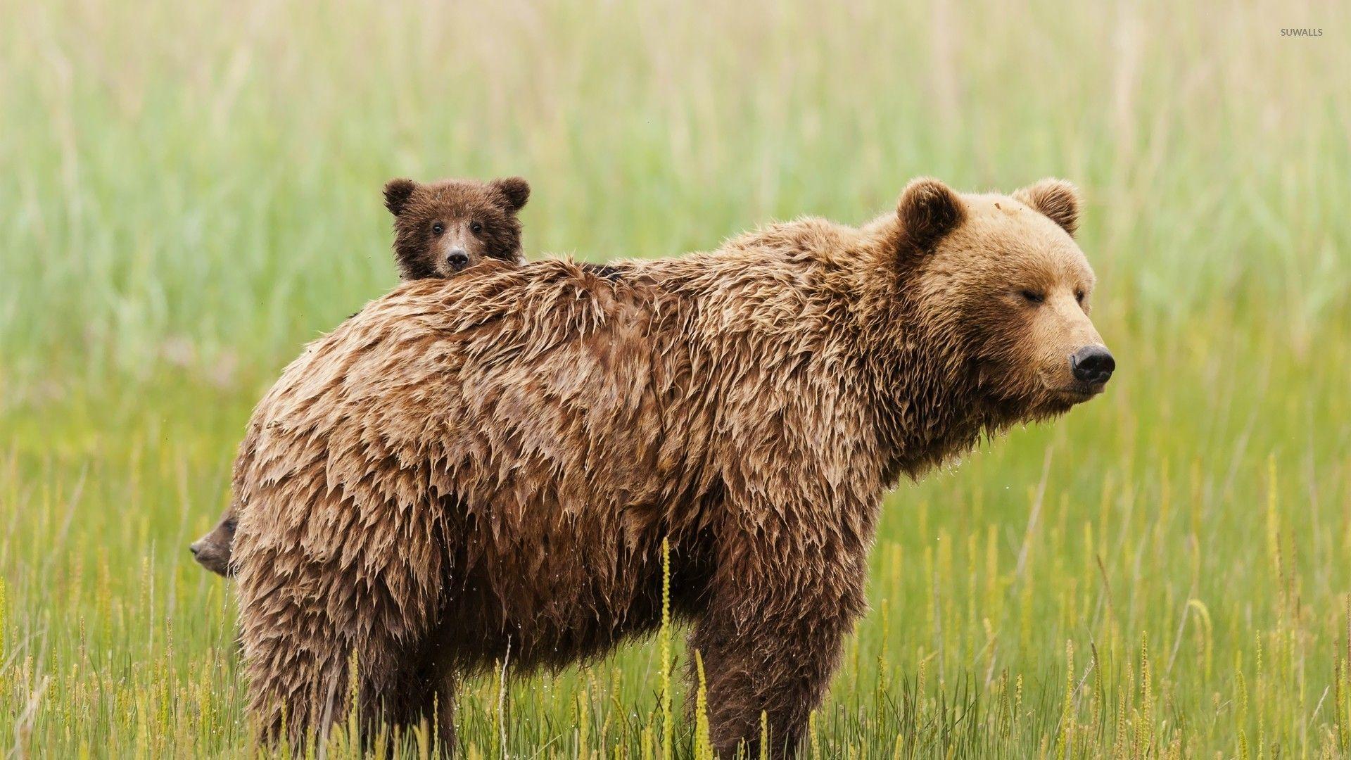 1920x1080 1920x Bear With Cubs Wallpaper .