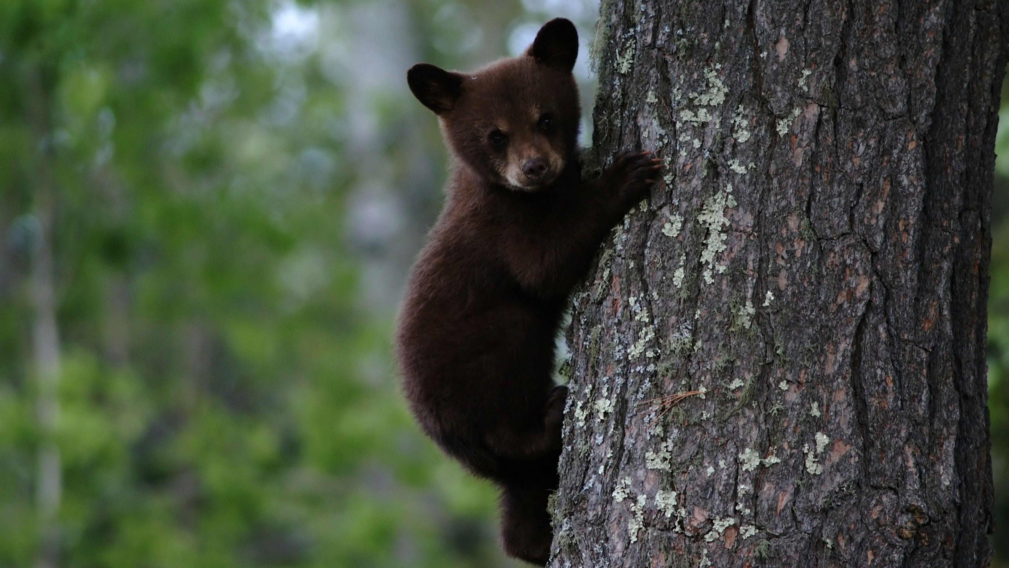3840x2160 Cute Bear Cub on Tree. HD