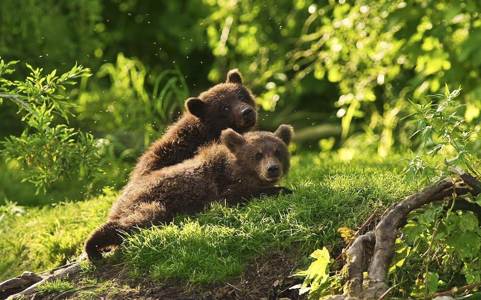 1600x1000 Teddy Bear Wallpaper, Chicago Bears .