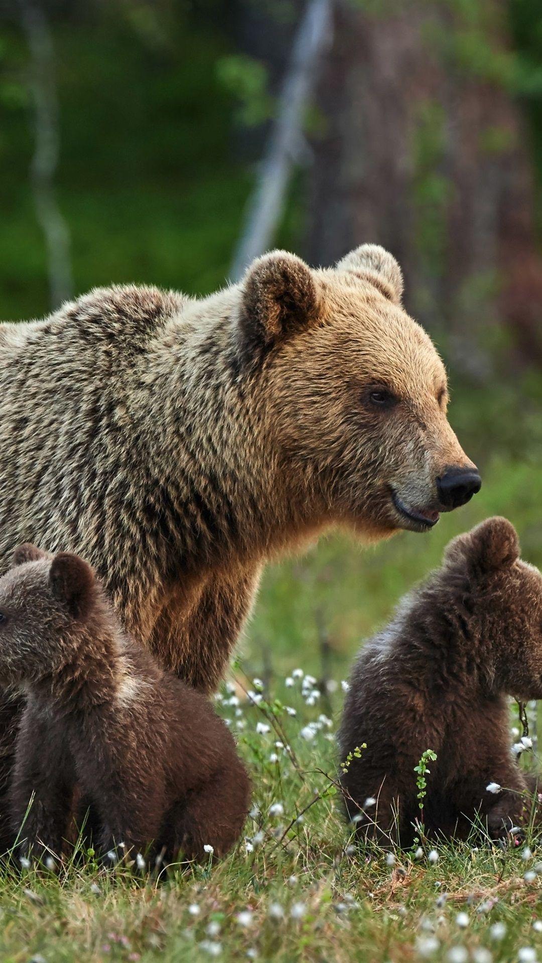 1080x1920 iPhone Wallpaper Brown Bears Family .