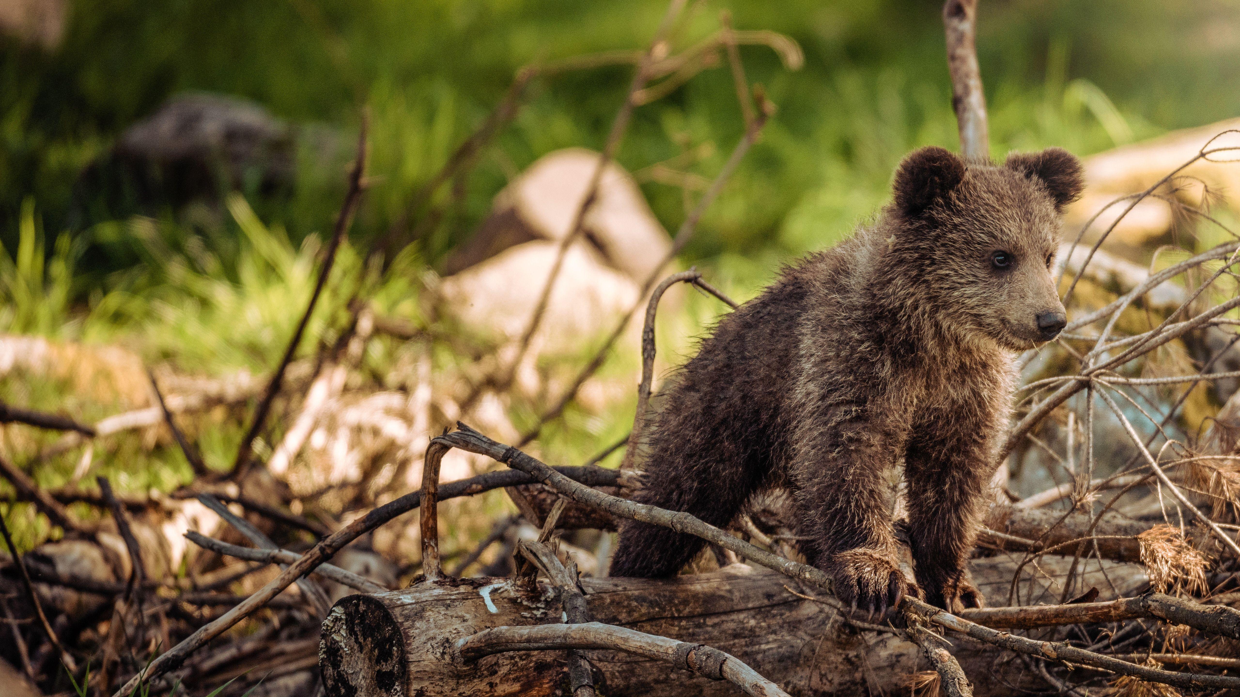 5120x2880 Bear Cub 5K Wallpaper. HD