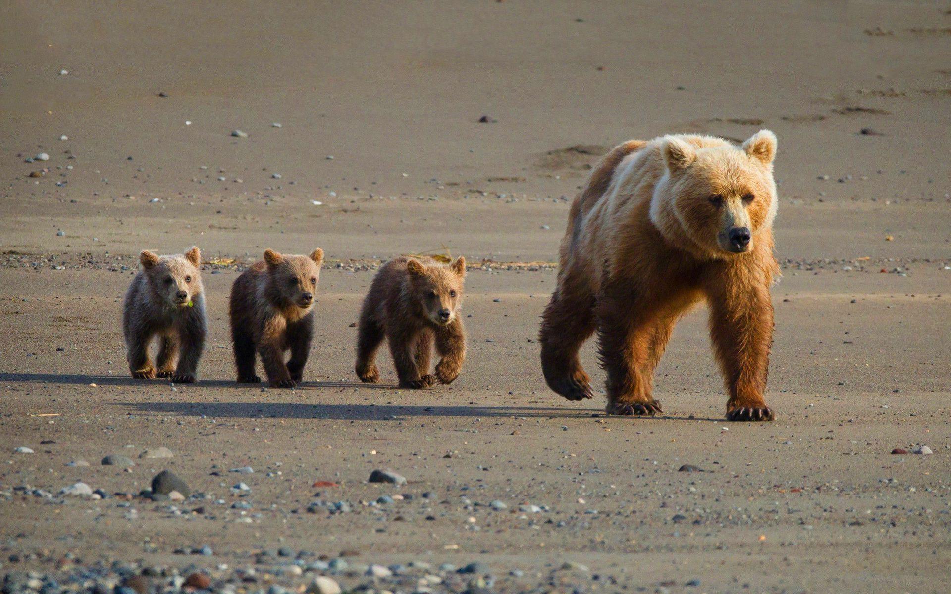 1920x1200 Cute bear cubs -