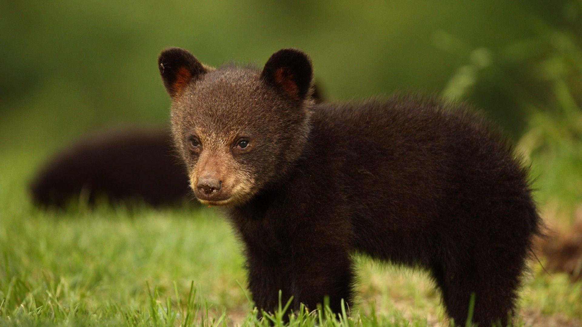 1920x1080 Download 1920x1080 Baby Bear, Grass .