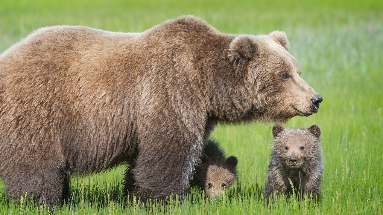 1280x720 Wallpaper Brown Bears bear Cubs Three 3 .