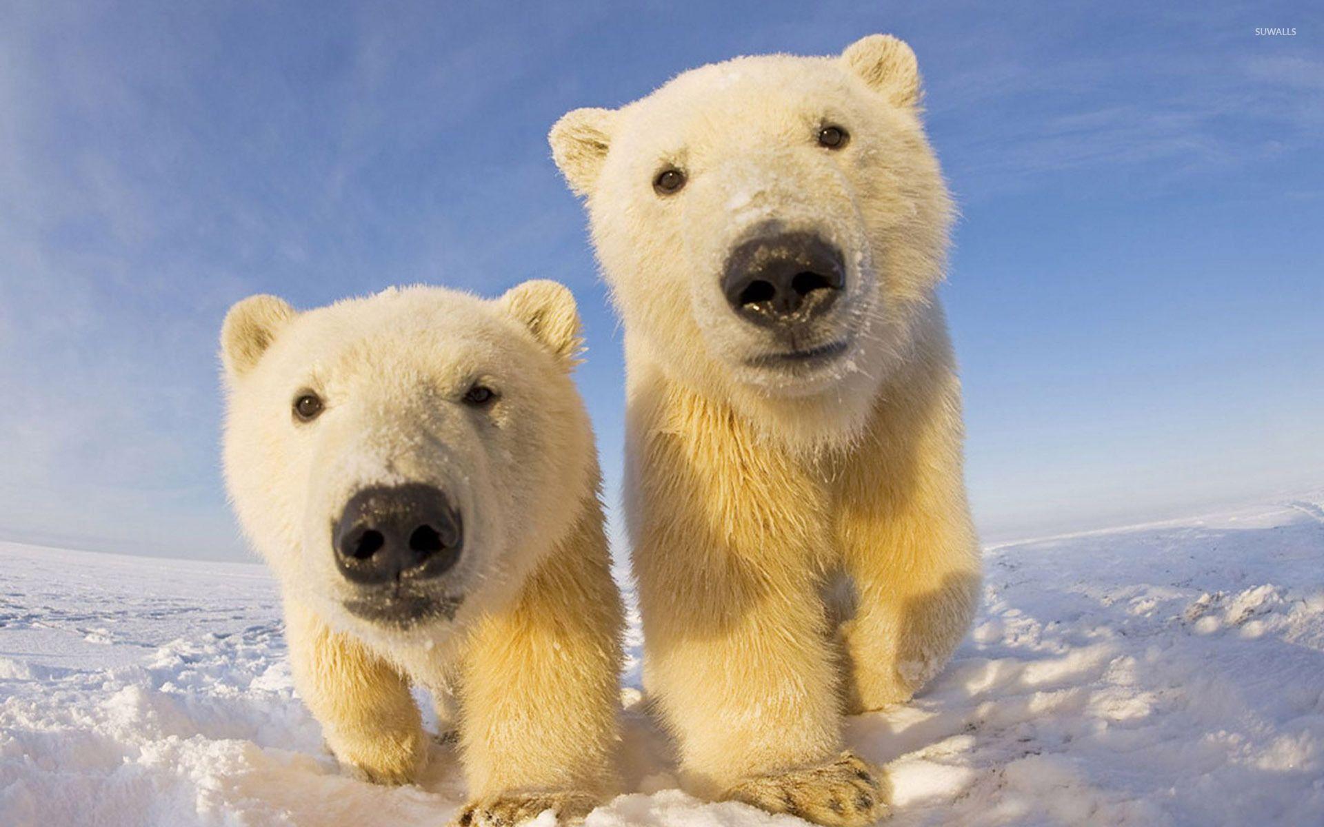 1920x1200 Polar Bear Cubs Wallpaper High .com