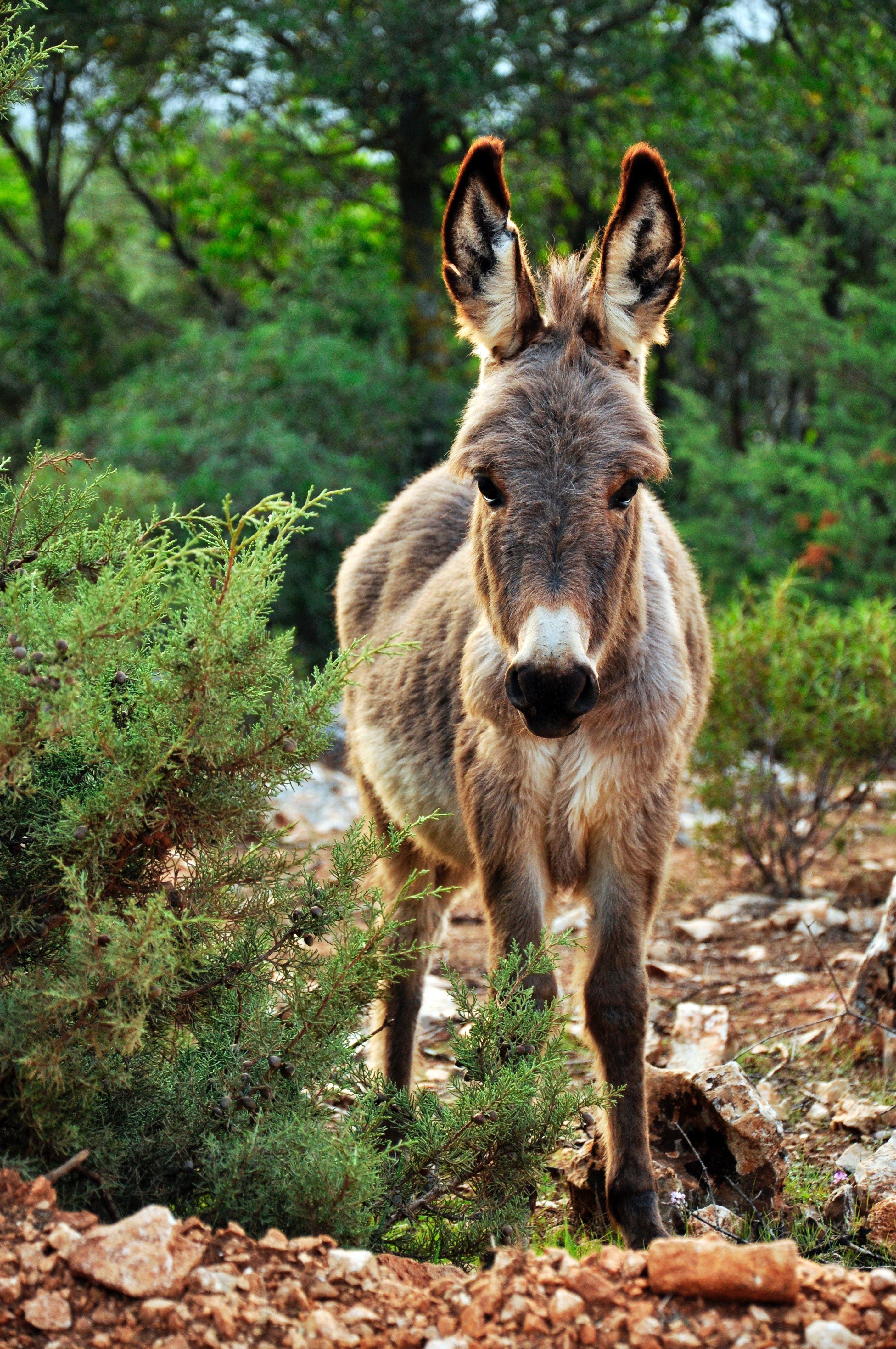 2848x4288 Donkey · Free