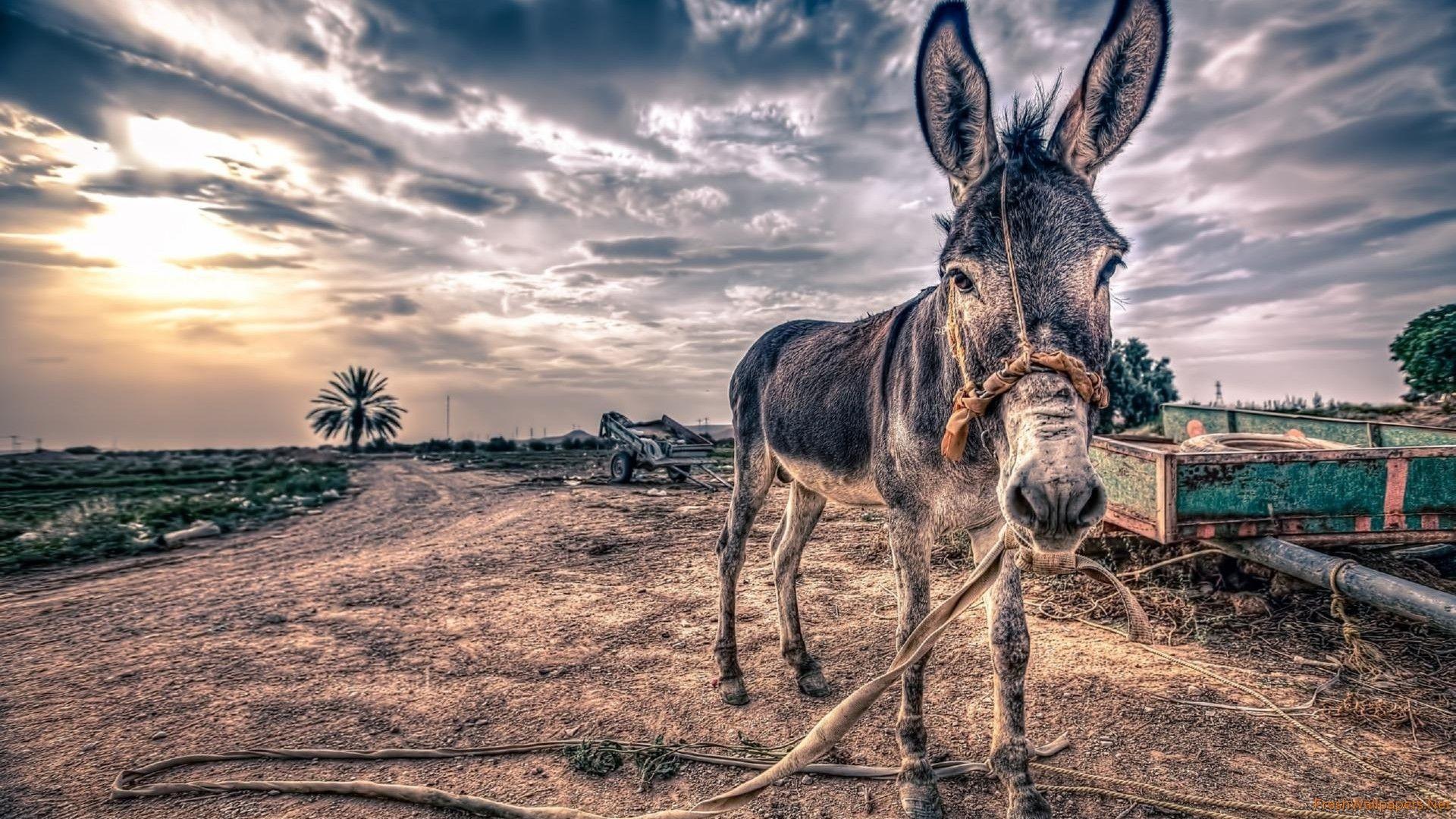 Donkey HD Wallpapers - Top Free Donkey HD Backgrounds - WallpaperAccess