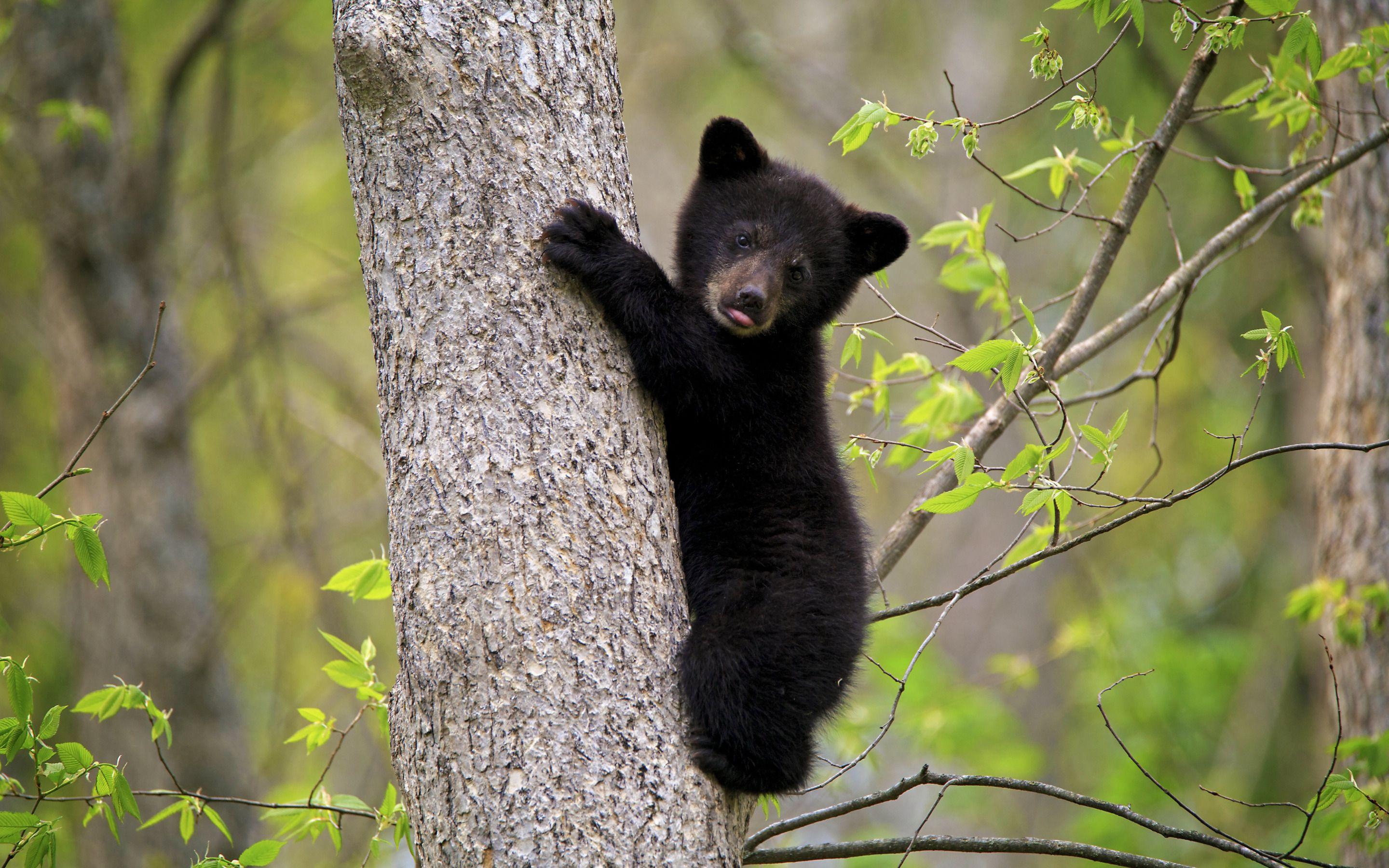 2880x1800 bear cub, forest, wildlife, bears .