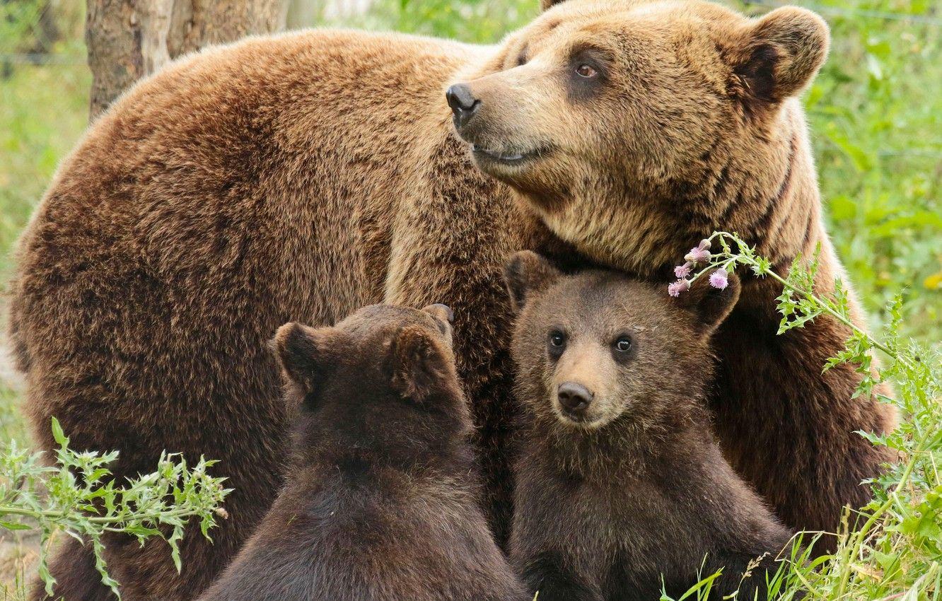 1332x850 Wallpaper bears, bears, bear, cubs .