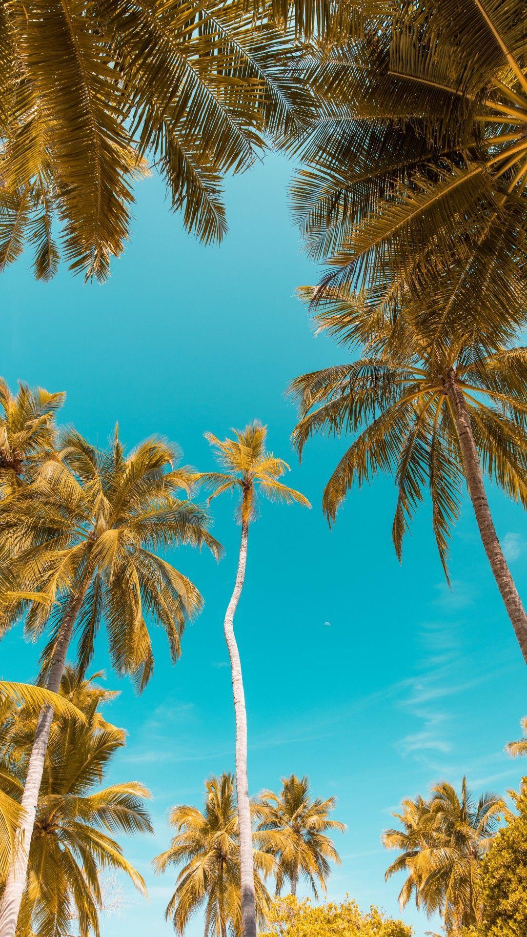 1080x1920 Clear Sky, Palm Trees, Tropical. Tree .com