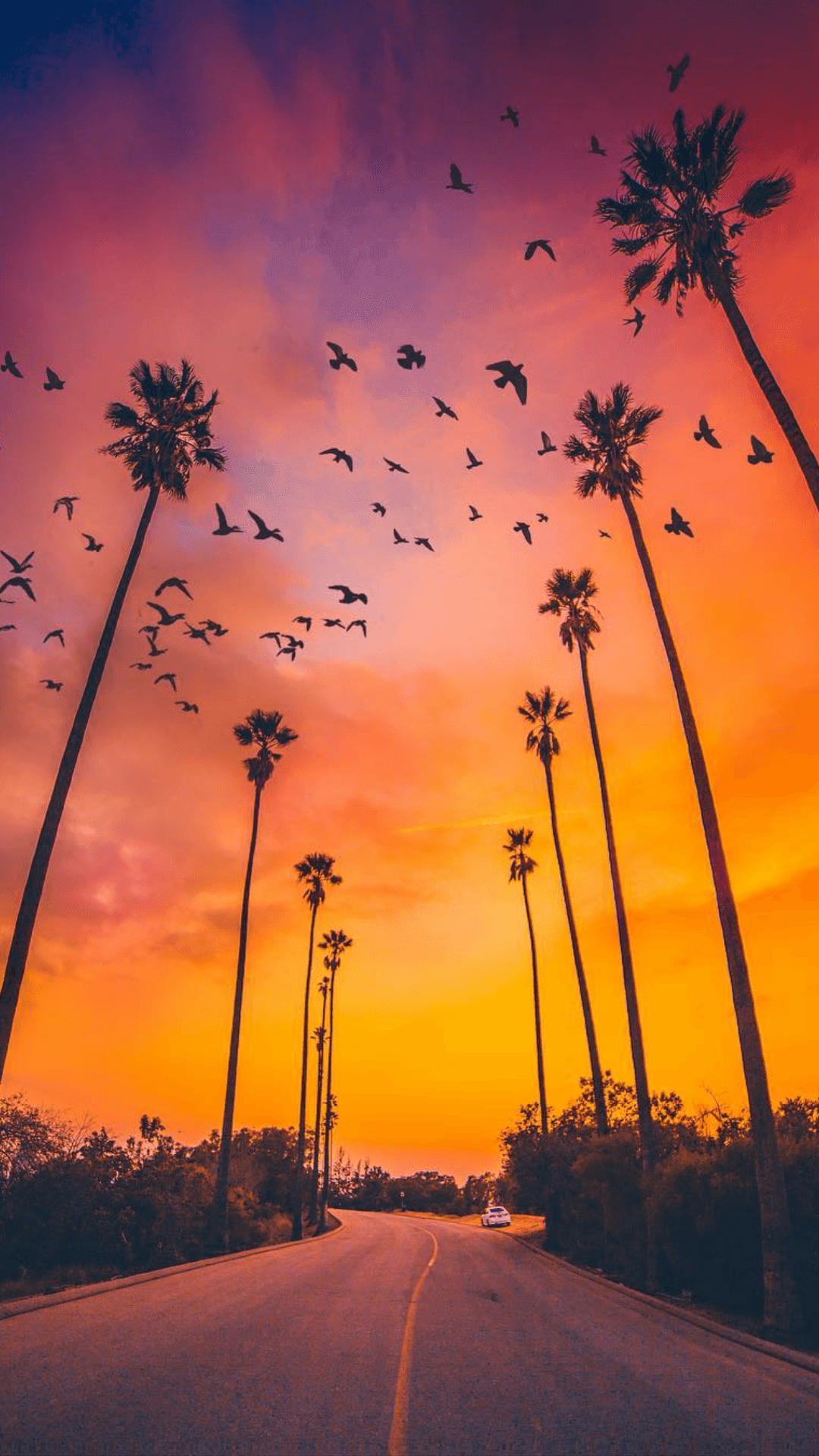 1080x1920 Palm Tree Wallpaper
