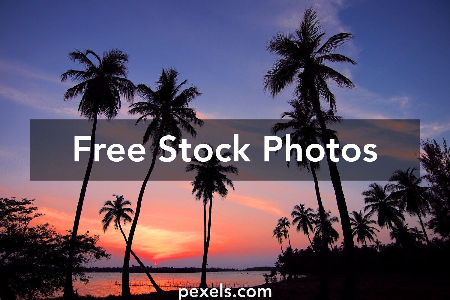 1500x1000 Best Palm Tree Photo · 100 .