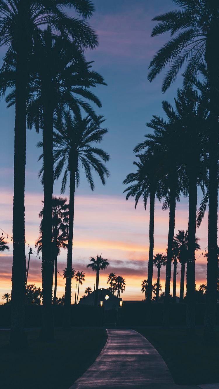 750x1333 Palm Trees Sunset Wallpaper