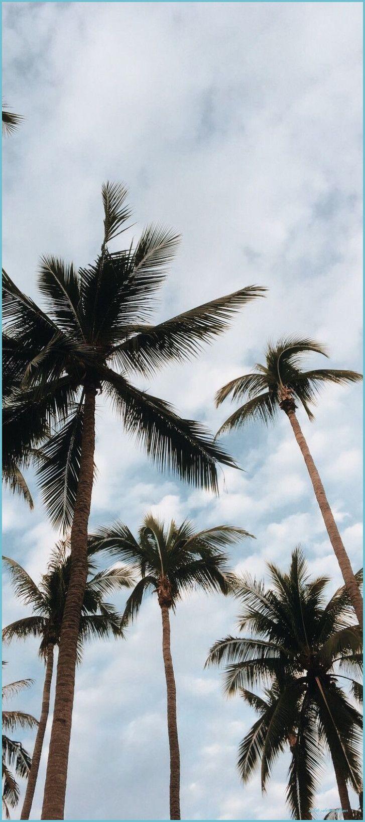 727x1635 Wallpaper palms leaves sky Palm tree .
