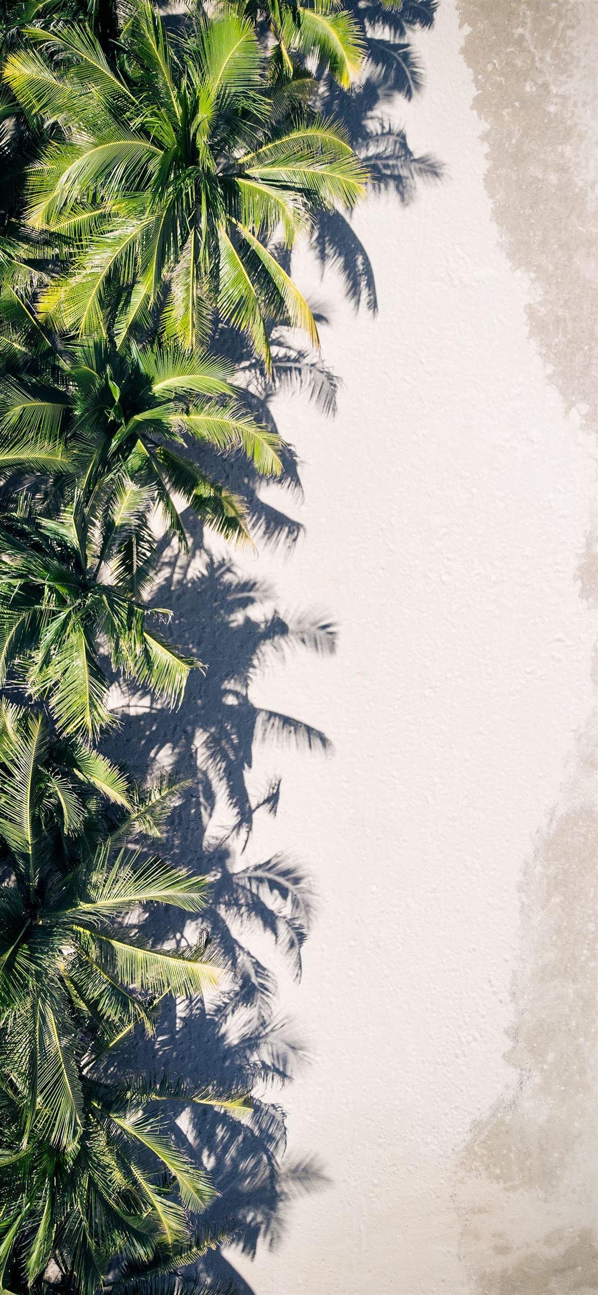 1170x2532 coconut palm trees iPhone 12 Wallpaper Free Download