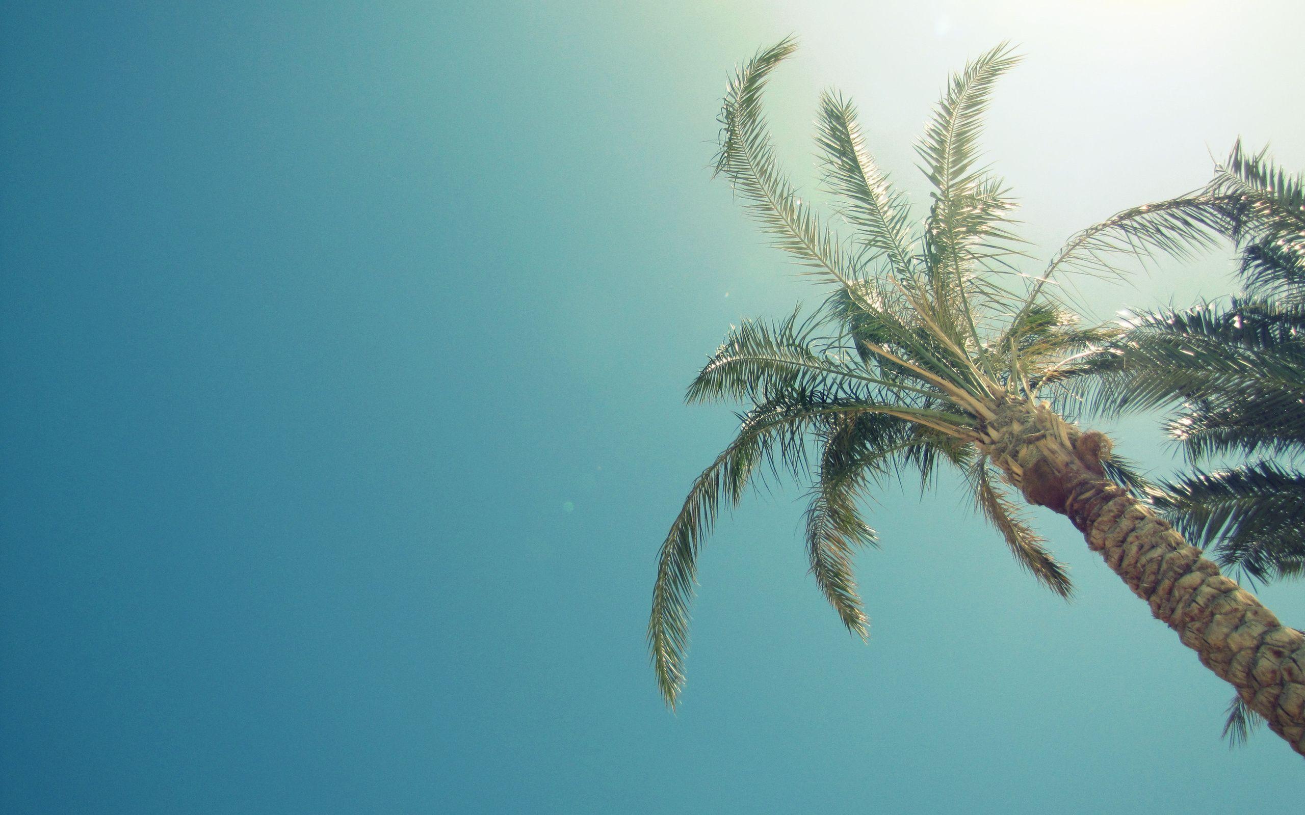 2560x1600 Palm 4K wallpaper for your desktop or .