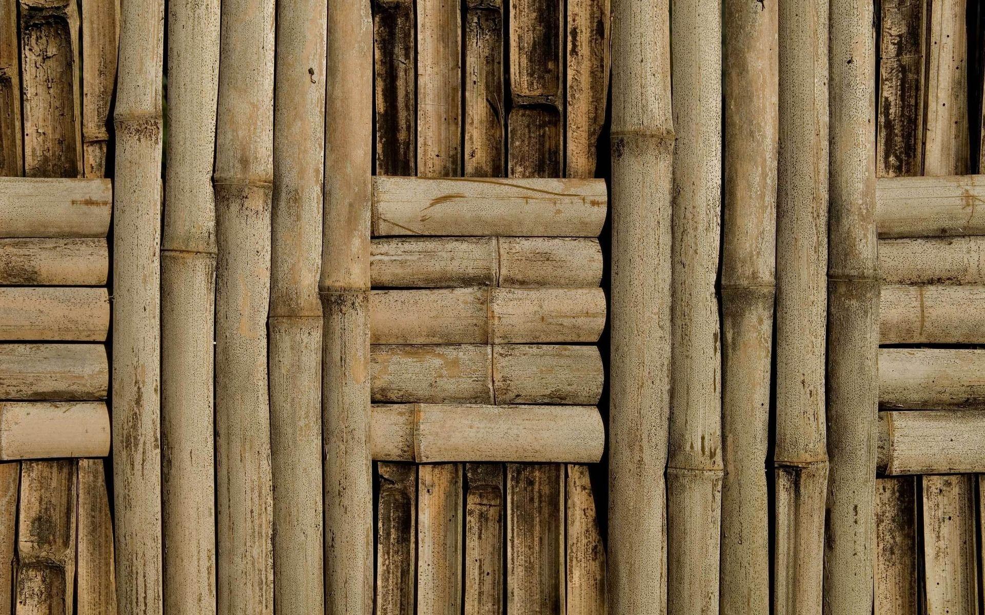 1920x1200 photo, tree wood, background,