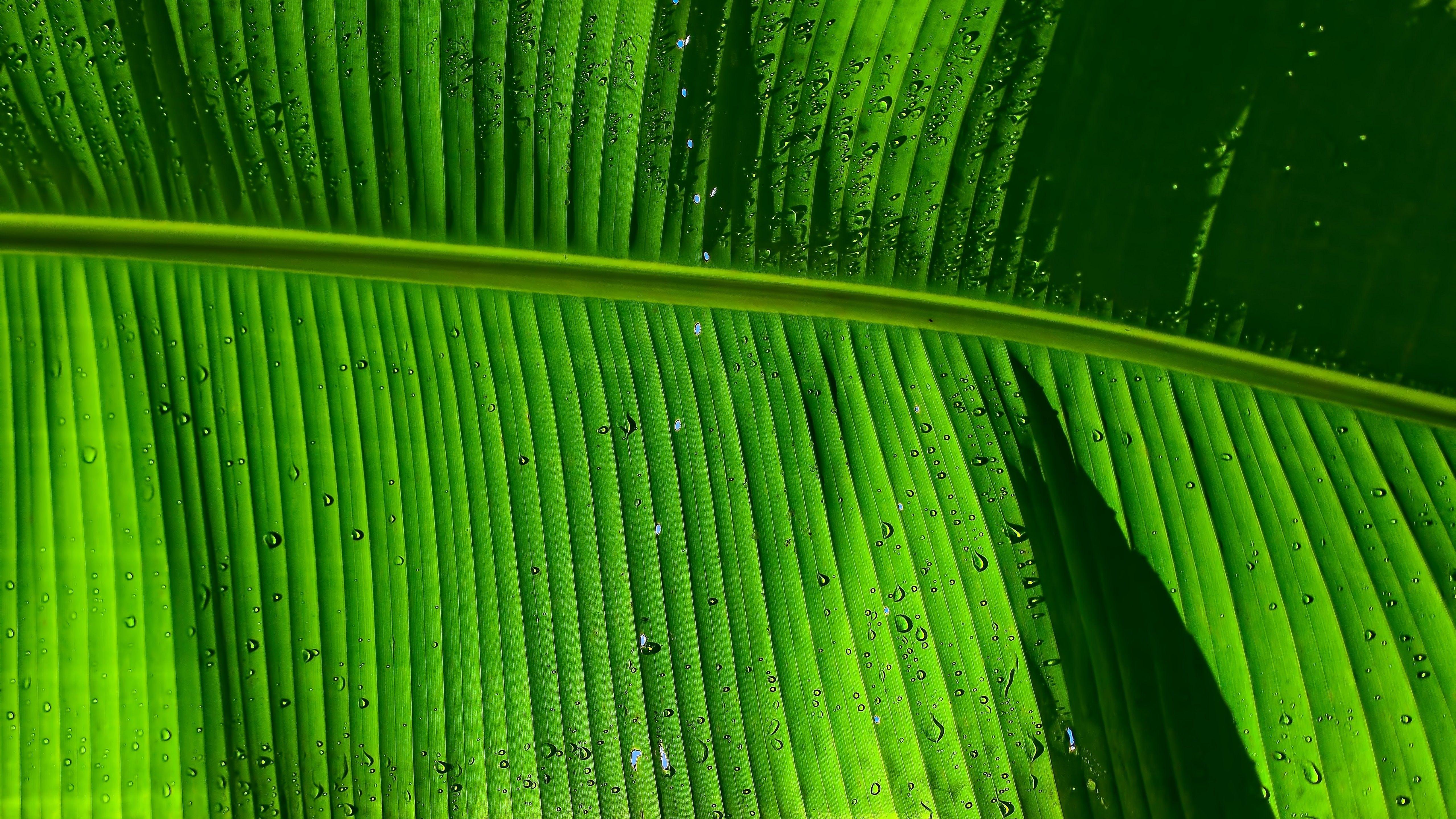 5120x2880 Banana Leaf 4K Wallpaper, Green .