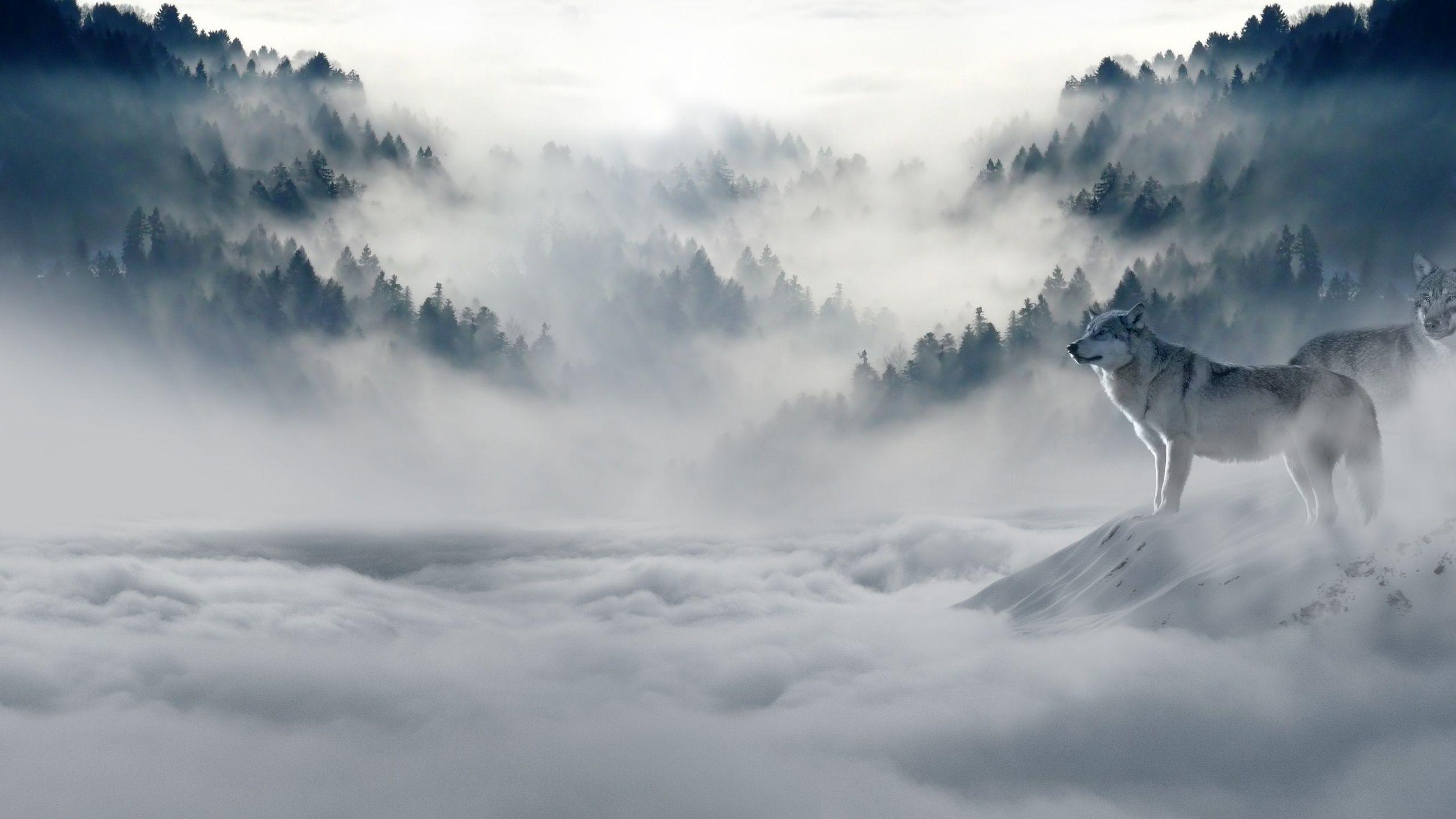 2560x1440 Snow Wolf 1440P Resolution HD .