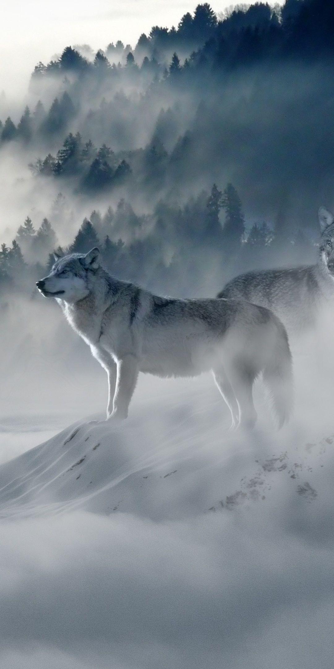 1080x2160 Snow Wolf