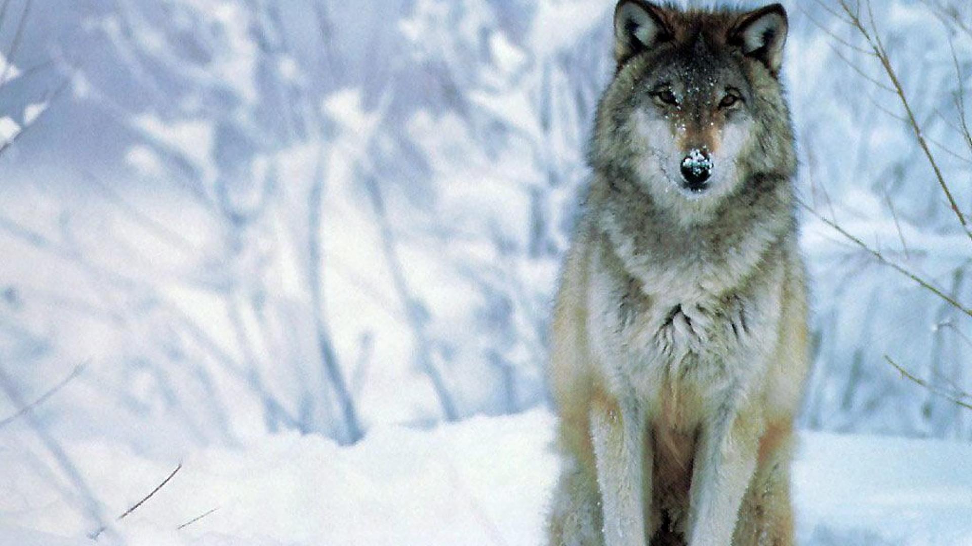 1920x1080 Wolves In Snow