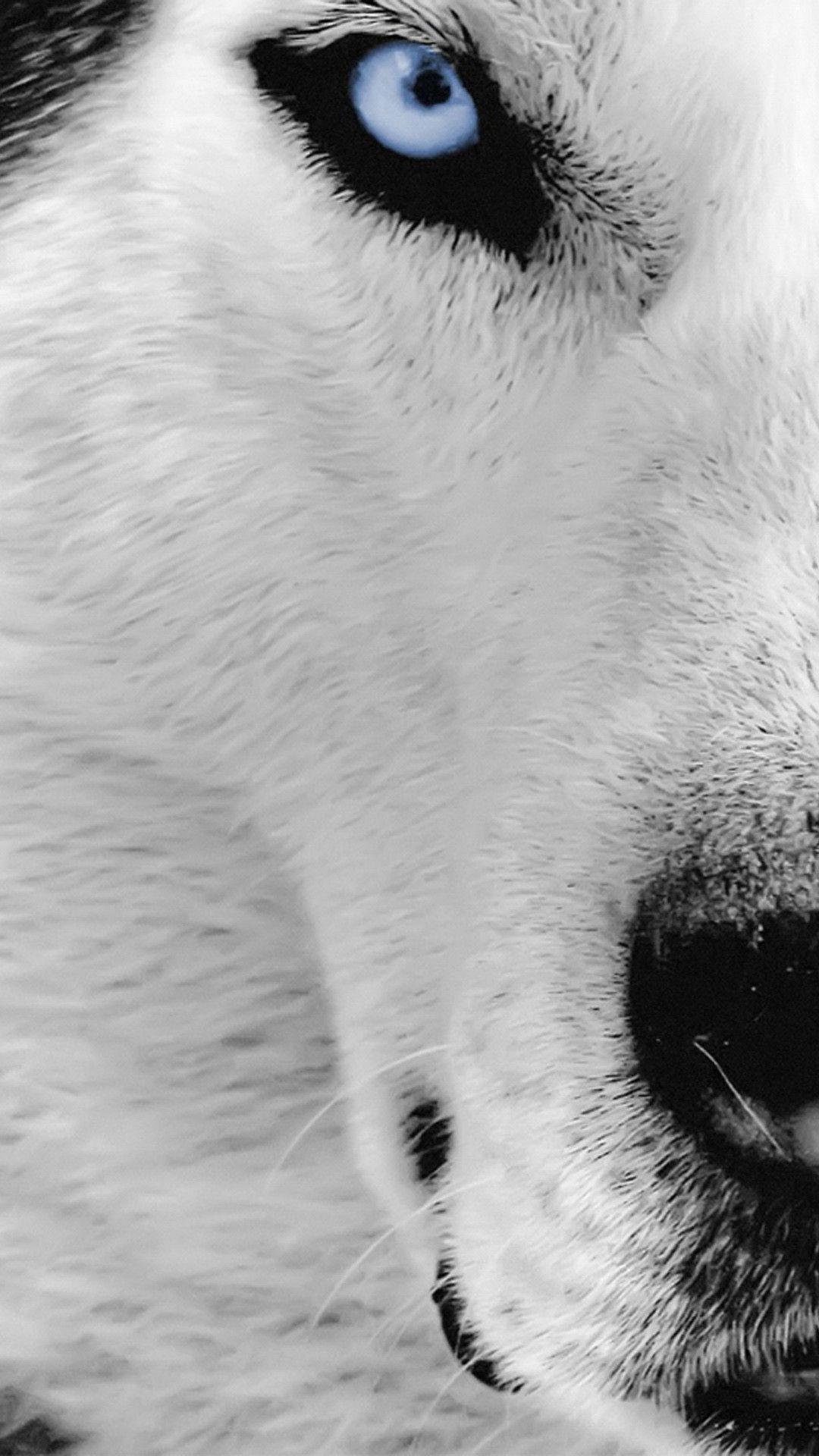 1080x1920 White Wolf Wallpaper