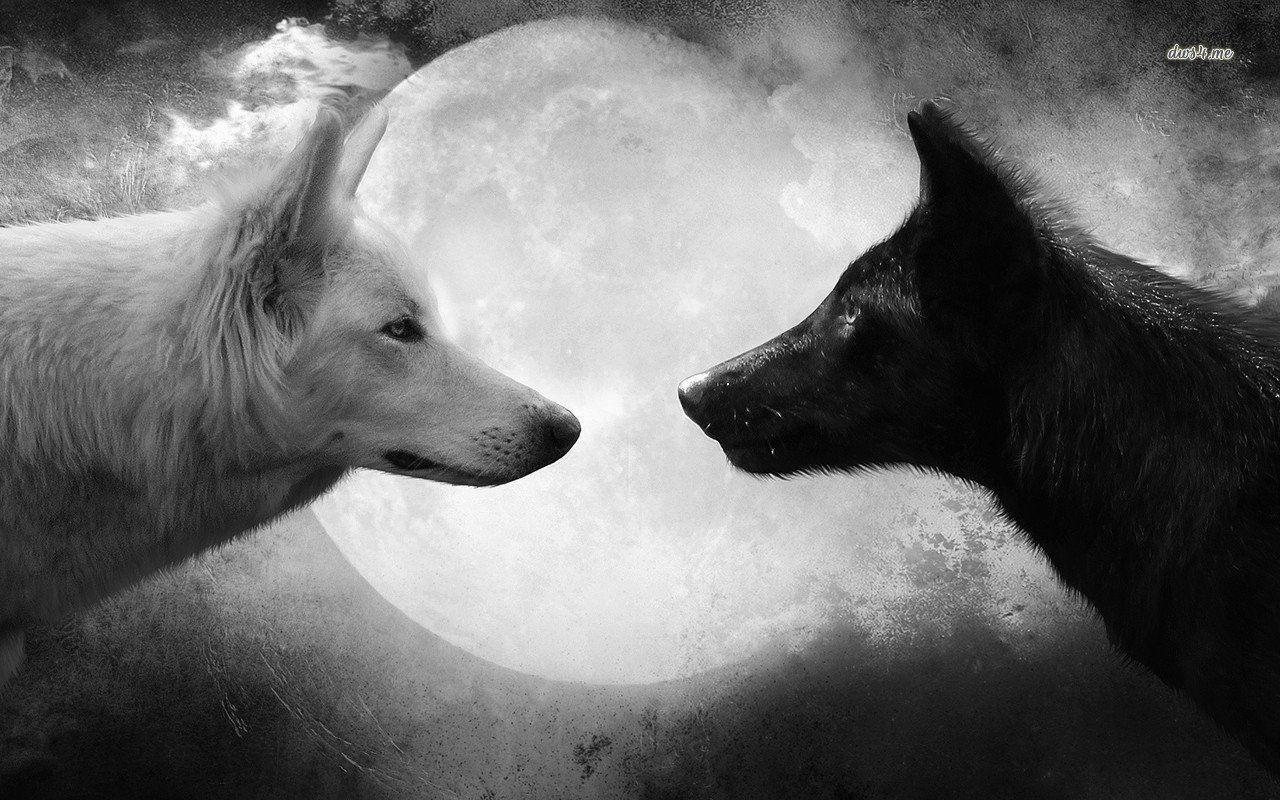1280x800 Black and White Wolf Wallpaper