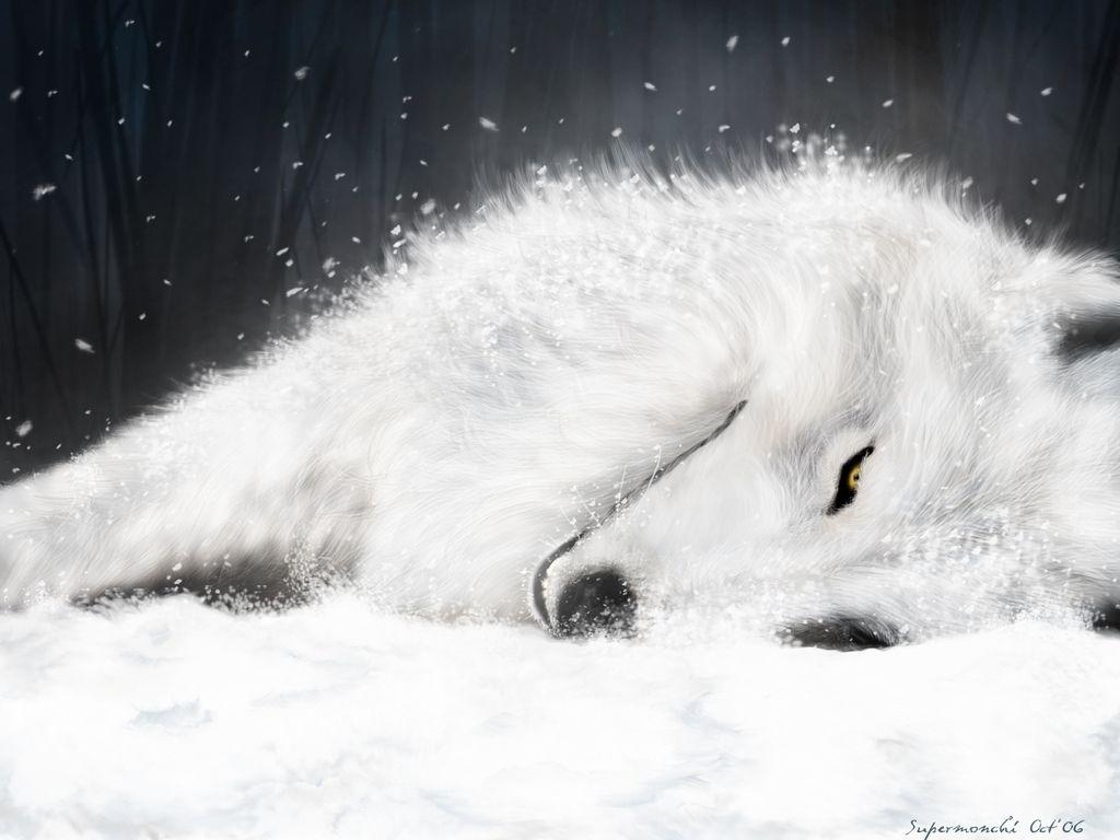1024x768 White Wolf Wallpaper