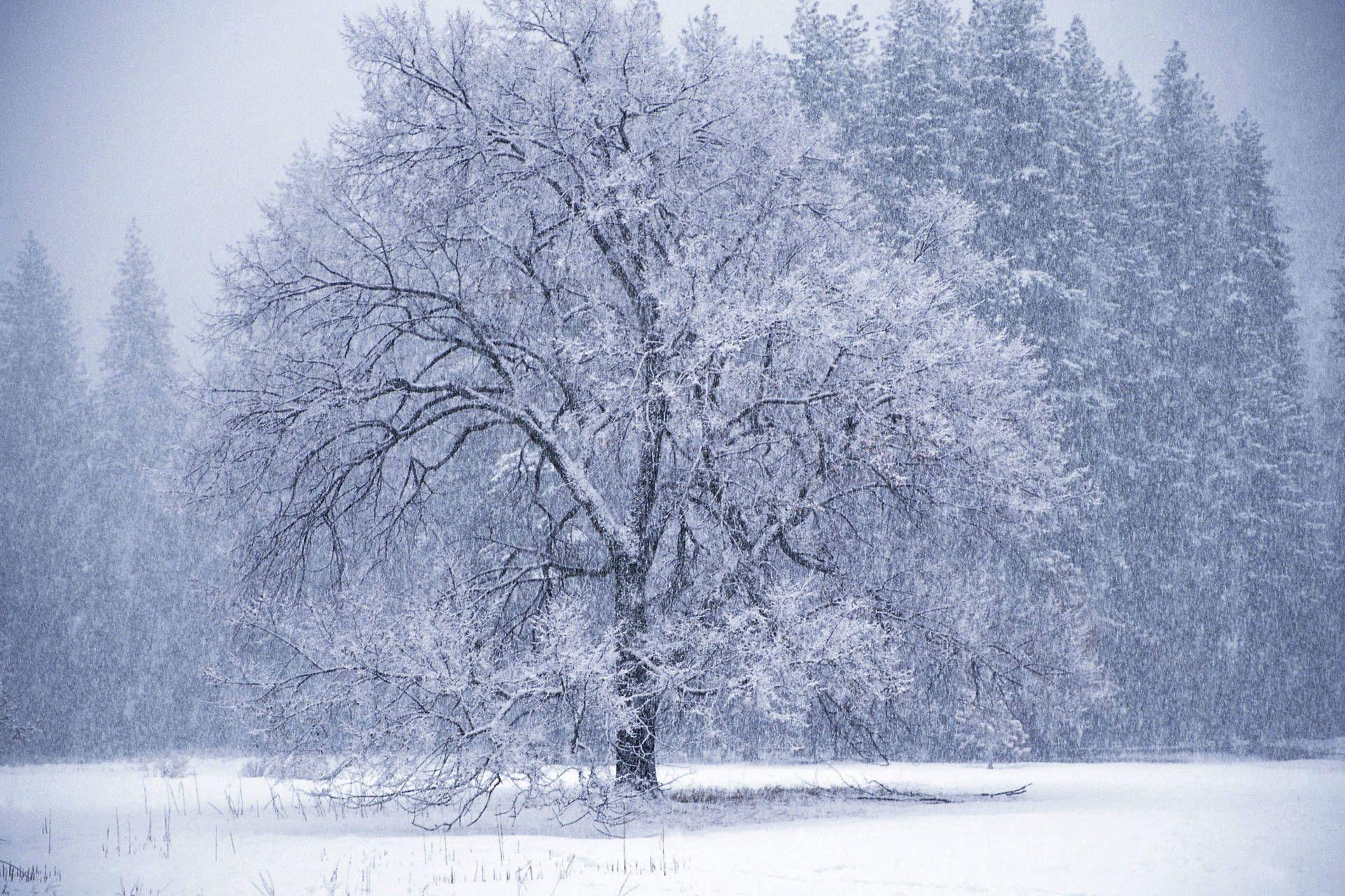 1920x1280 Winter tree snow storm Wallpaper .com