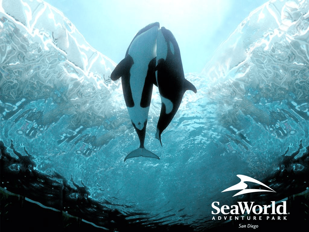 1024x768 SeaWorld