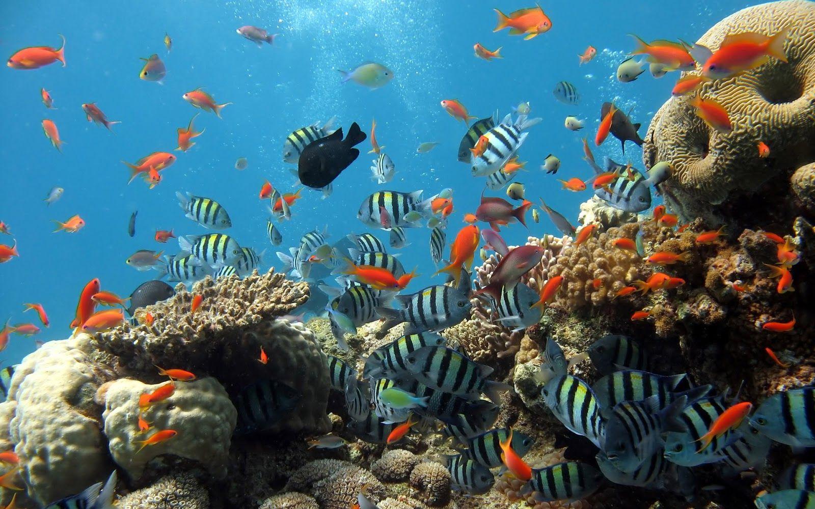 1600x1000 Sea world Desktop Wallpaper .50wallpaper.
