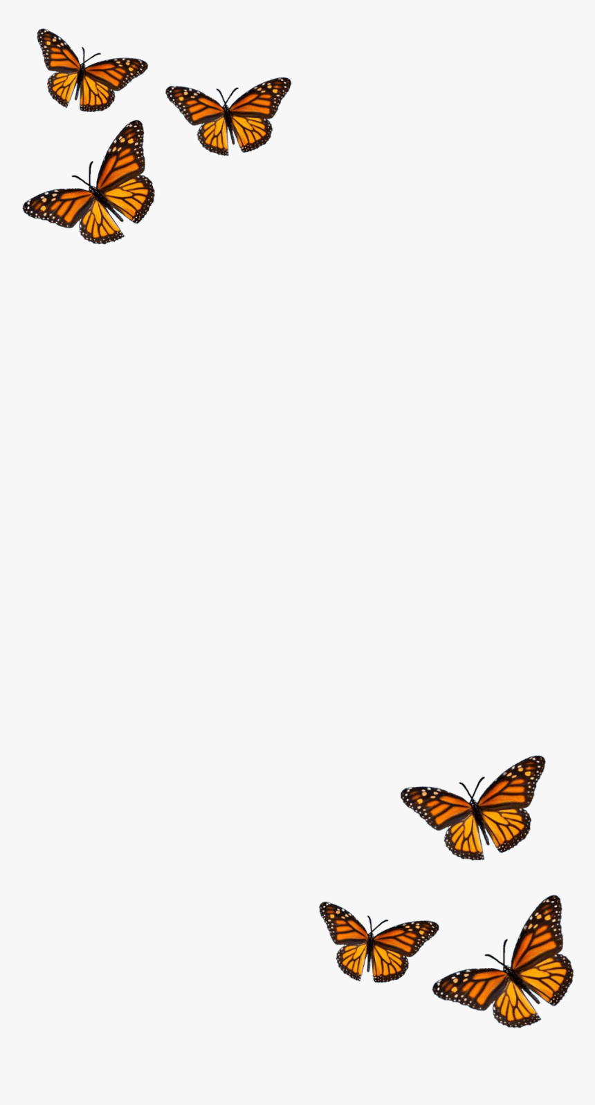 black and orange colored butterfly wallpaper