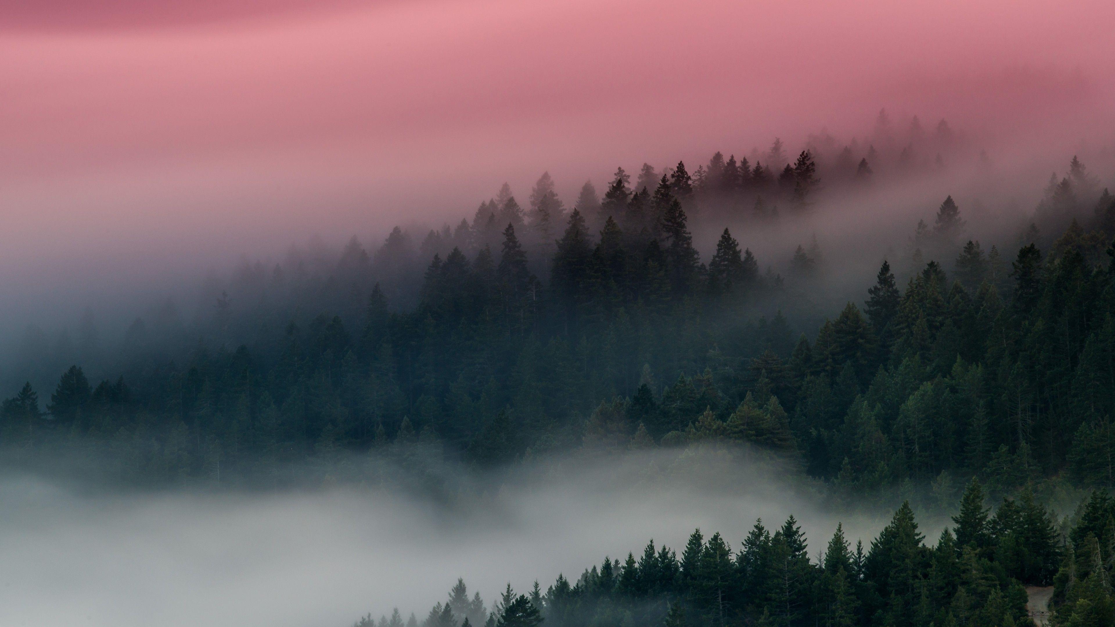 3840x2160 Foggy Forest Wallpaper .