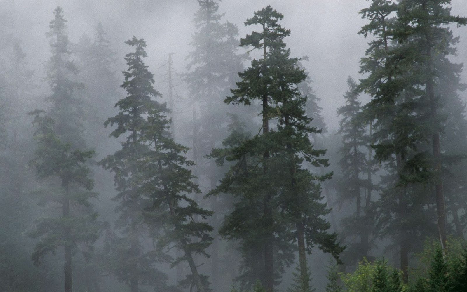 1600x1000 Foggy Forest Wallpaper Apple .