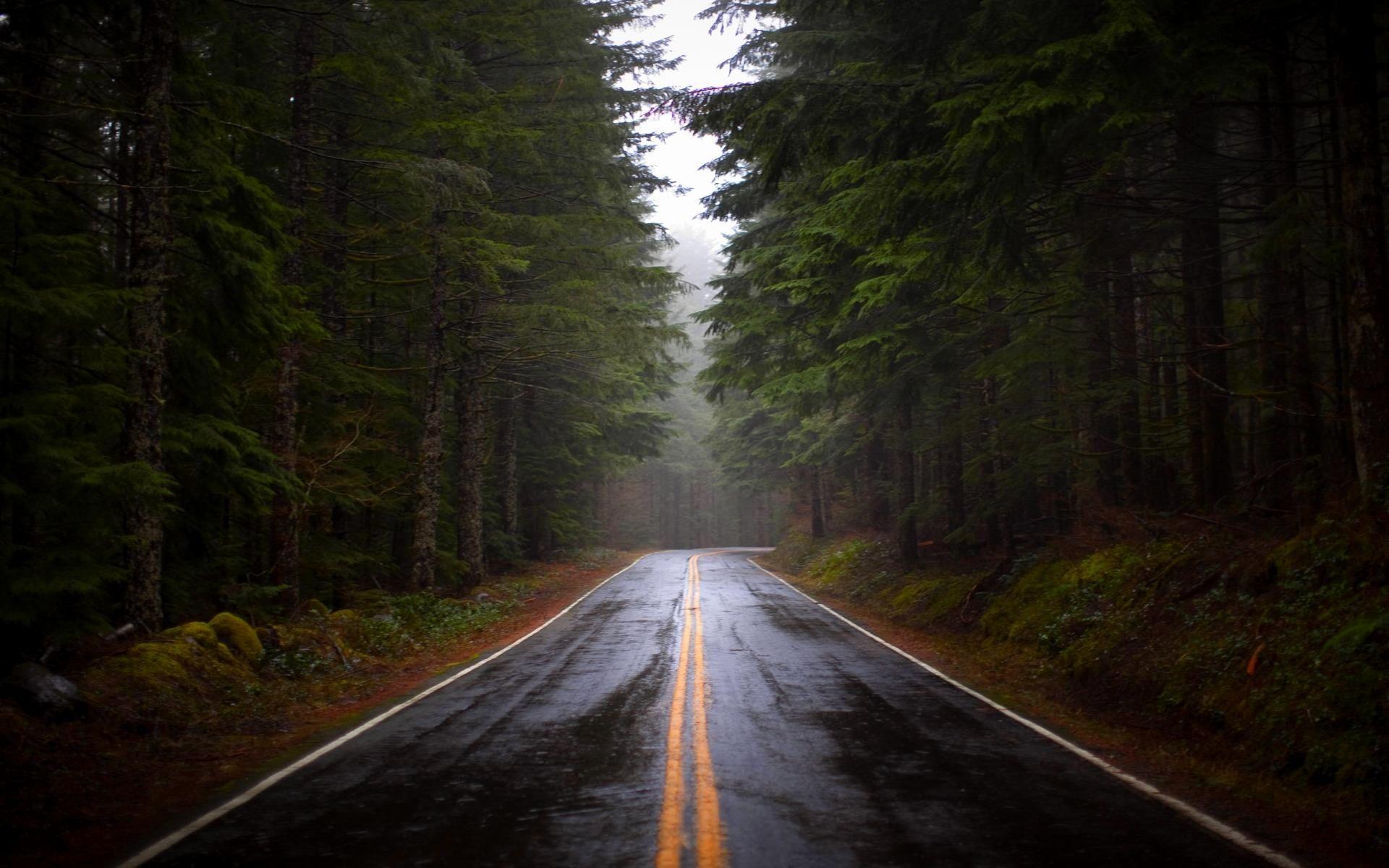 1920x1200 Lovely Foggy forest Background This .