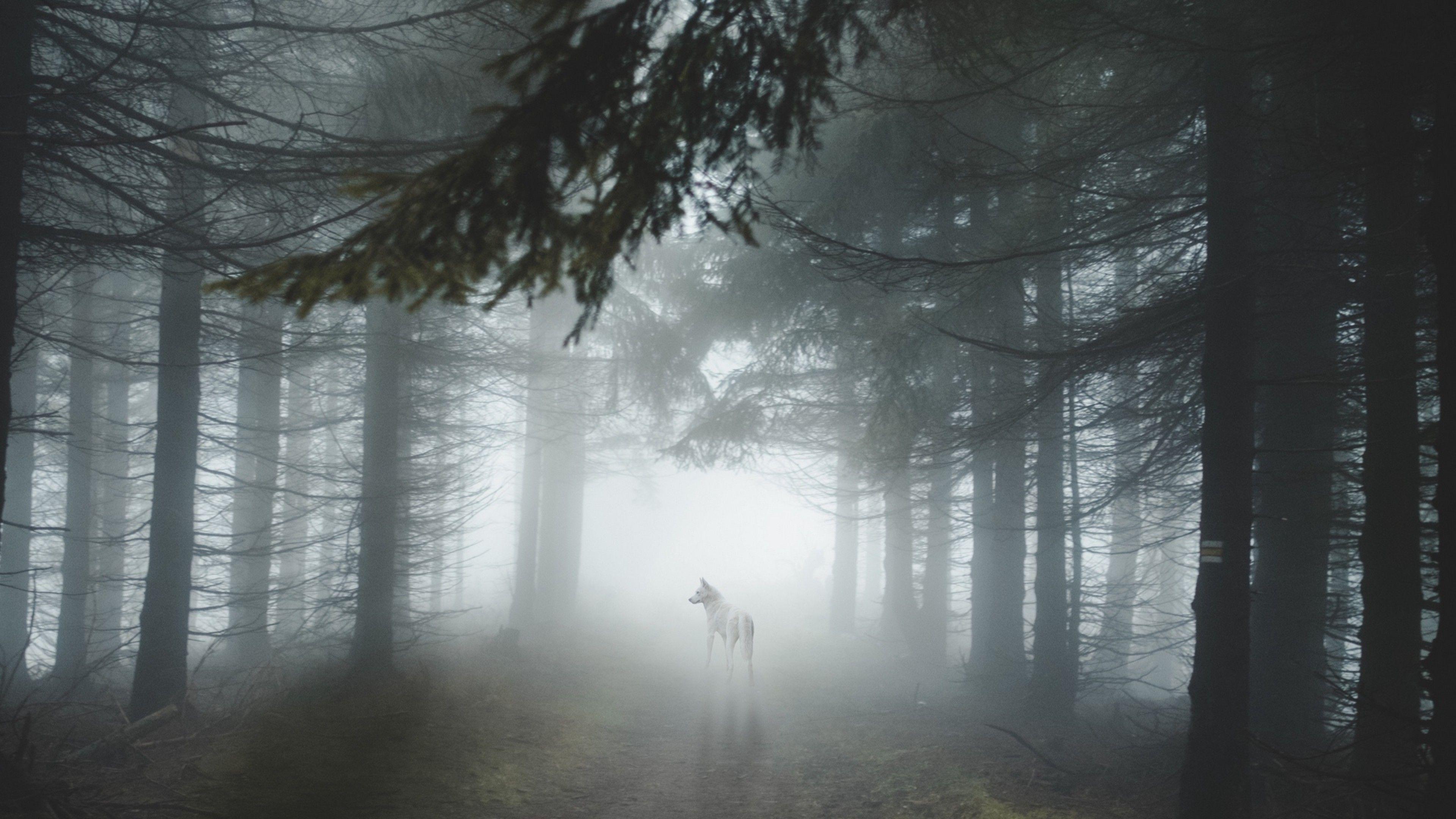 3840x2160 4k Wallpaper Forest