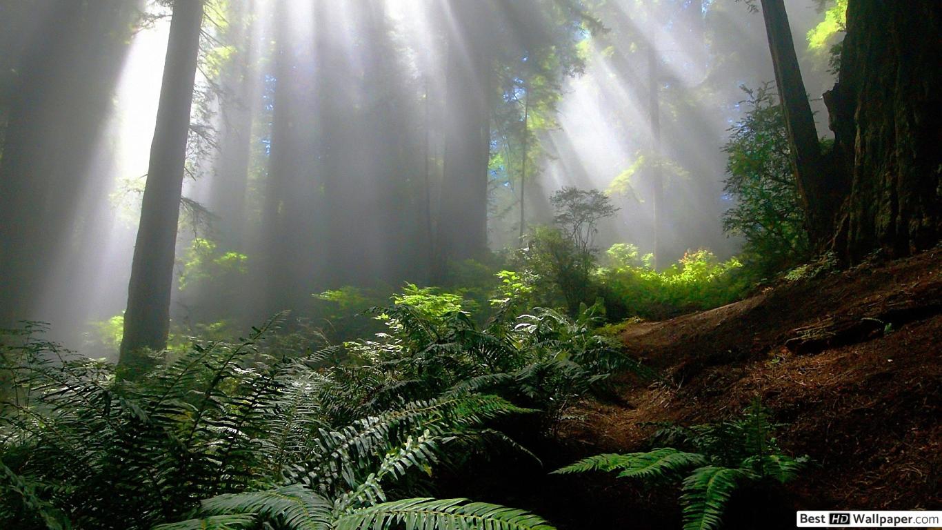 1366x768 Sun Shining in Foggy Forest HD .