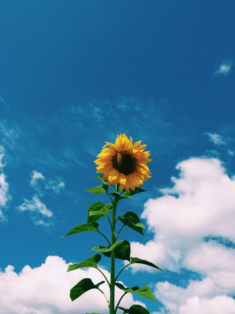 960x1280 Clouds Sunflower Aesthetic Wallpaper