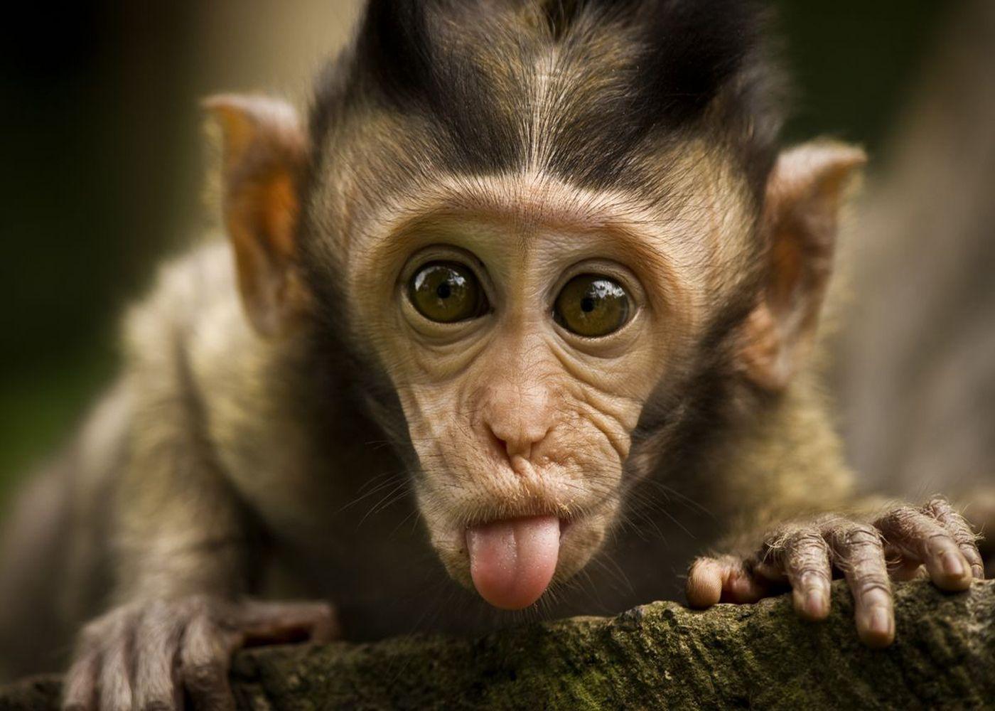 1400x1000 Cute Monkey Wallpaper Desktop .