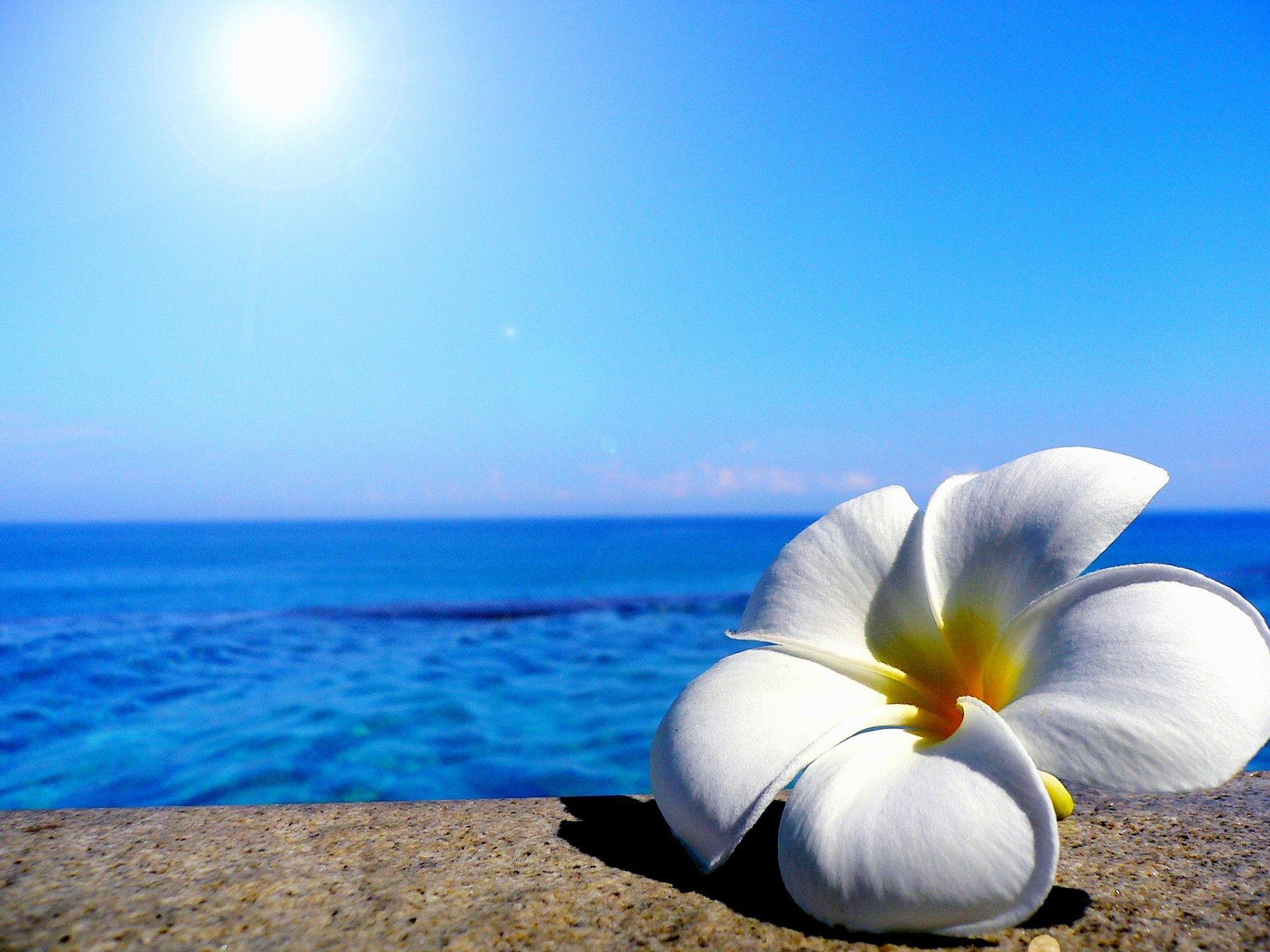 1920x1440 Hoa: Ánh sáng mặt trời Hoa mùa hè tinh tế trên bãi biển Plumeria Desktop