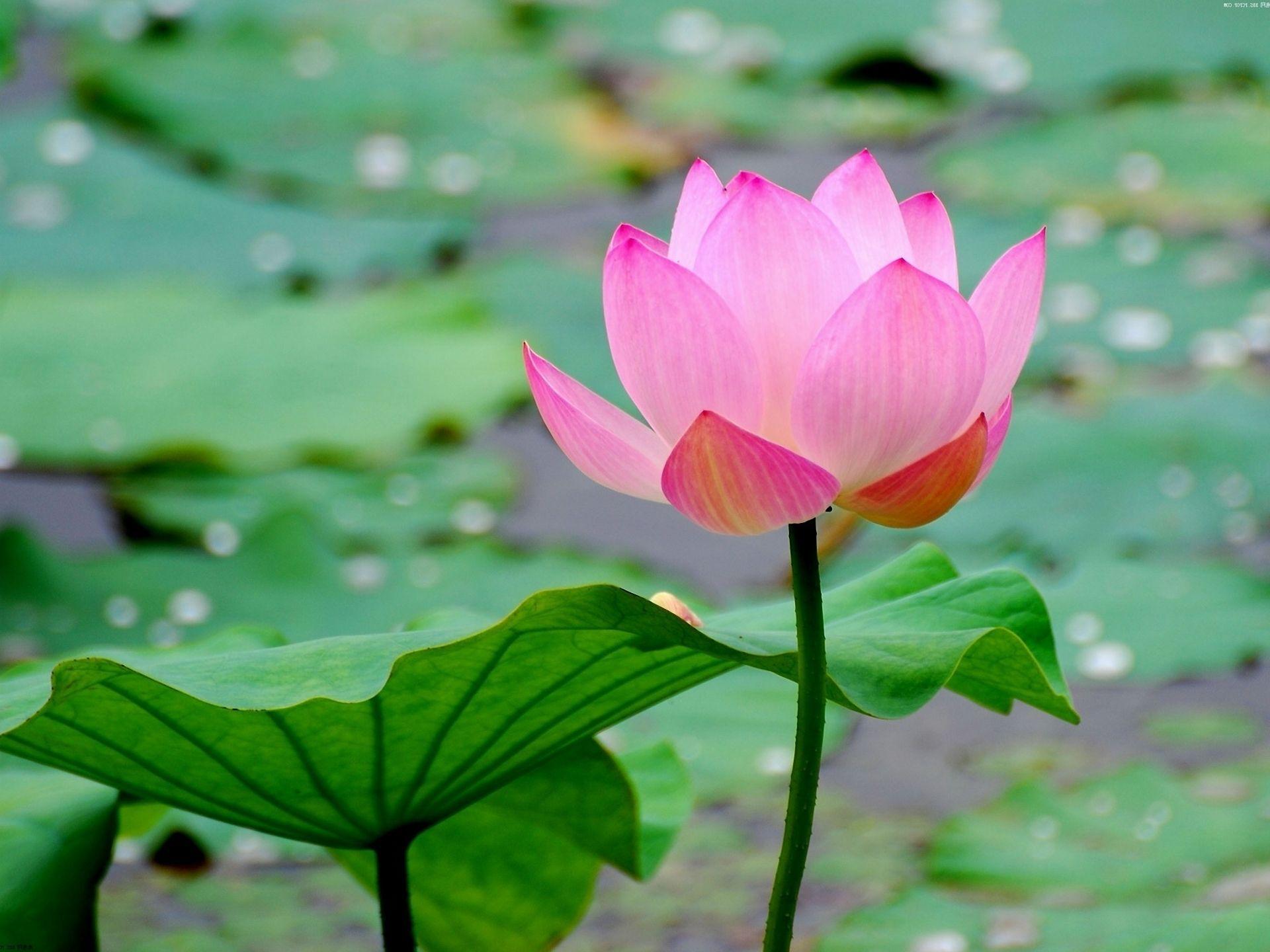 1920x1440 Lotus flower image .