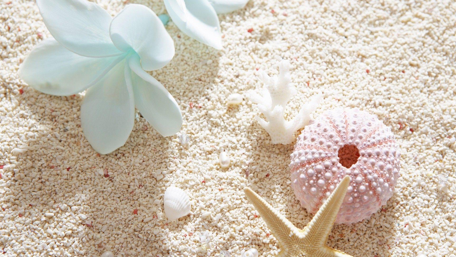 1920x1080 Hoa: White Plumeria Seashell BEACH FLOWER BEAUTY NATURE Sea